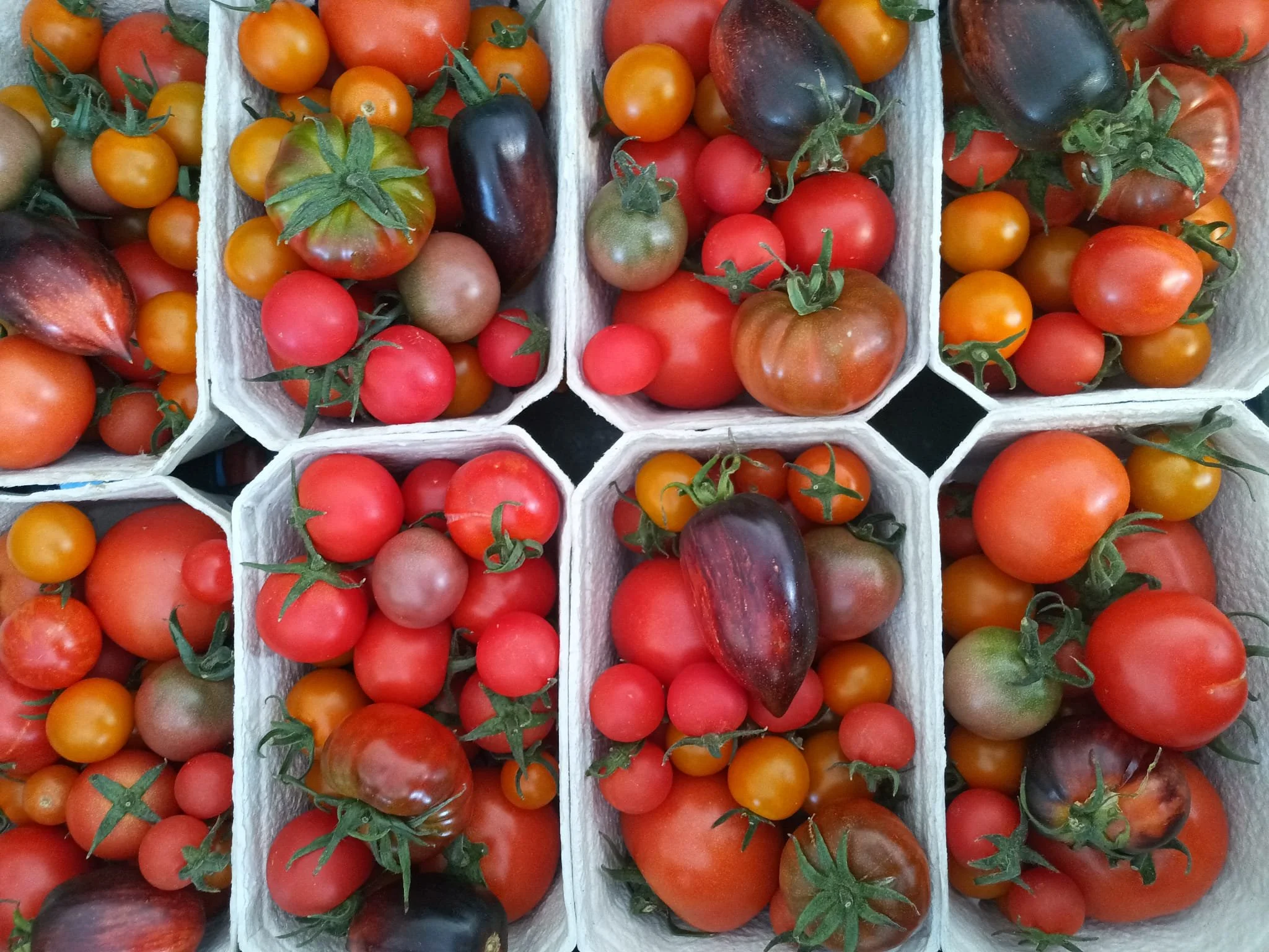 Various types of cherry tomatoes in small white baskets, including red, orange, yellow, and black heirloom varieties.