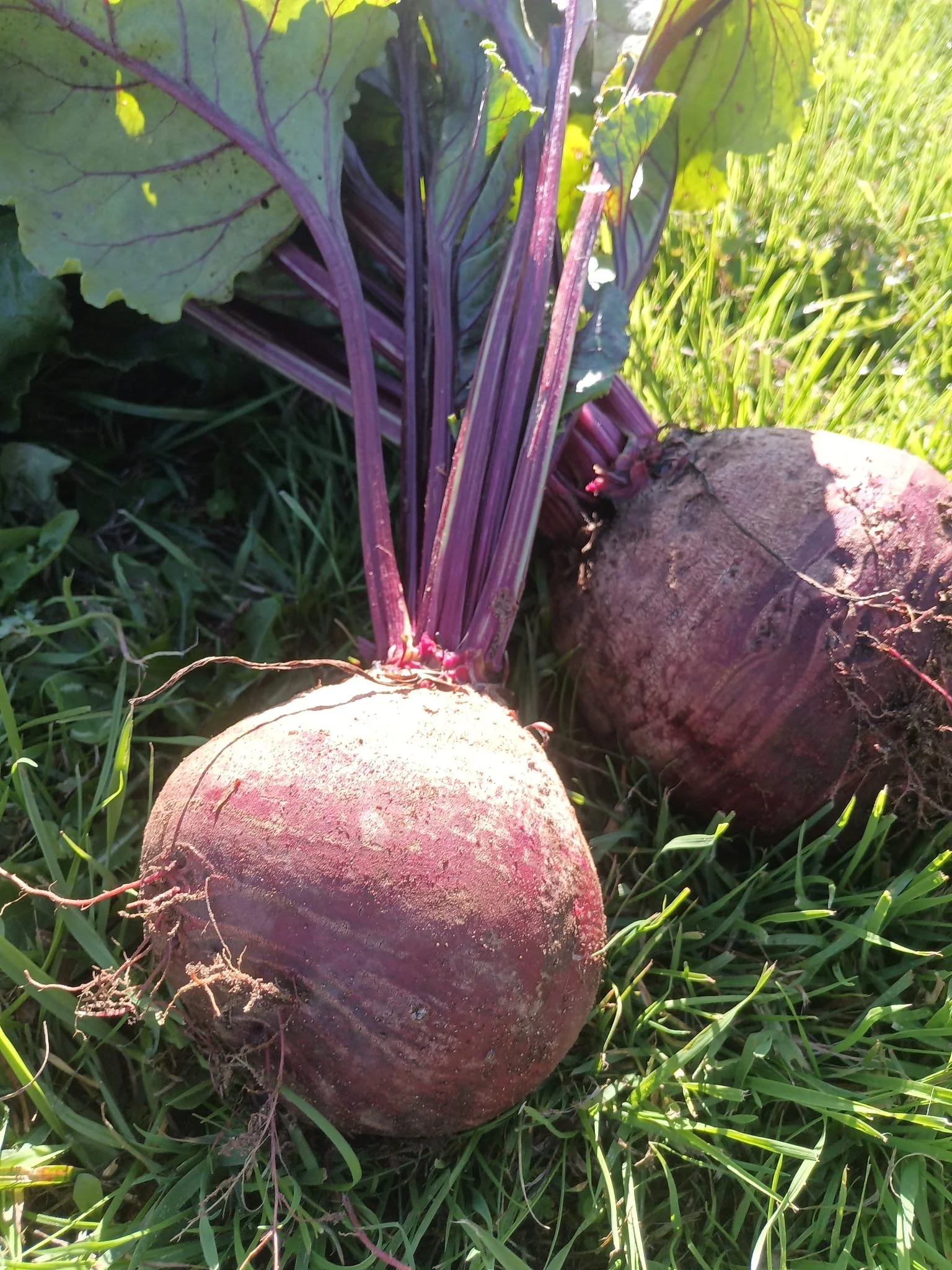 Two freshly harvested beets with green leafy tops lying on grass.