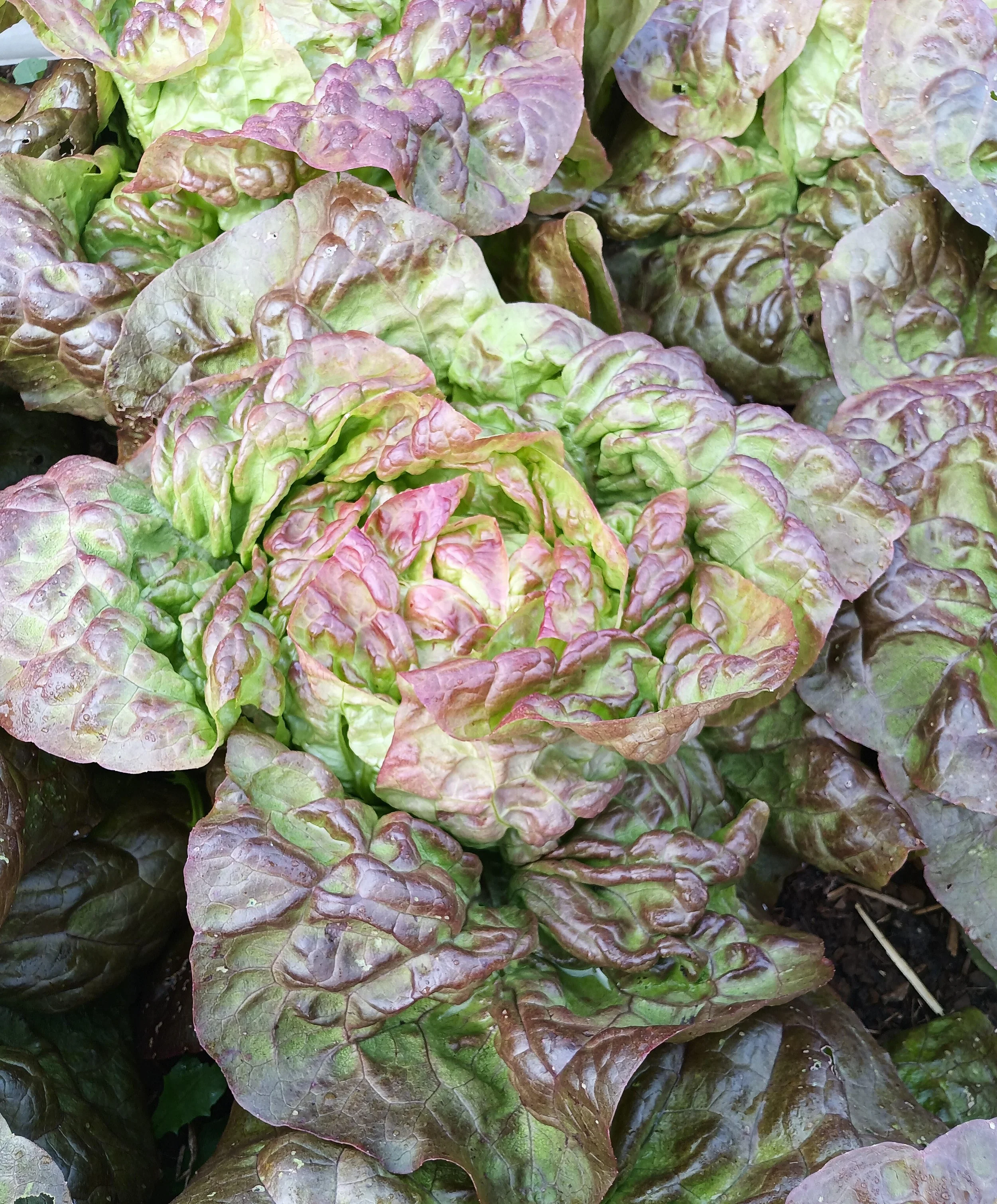 Close-up of red and green lettuce leaves with ruffled texture.