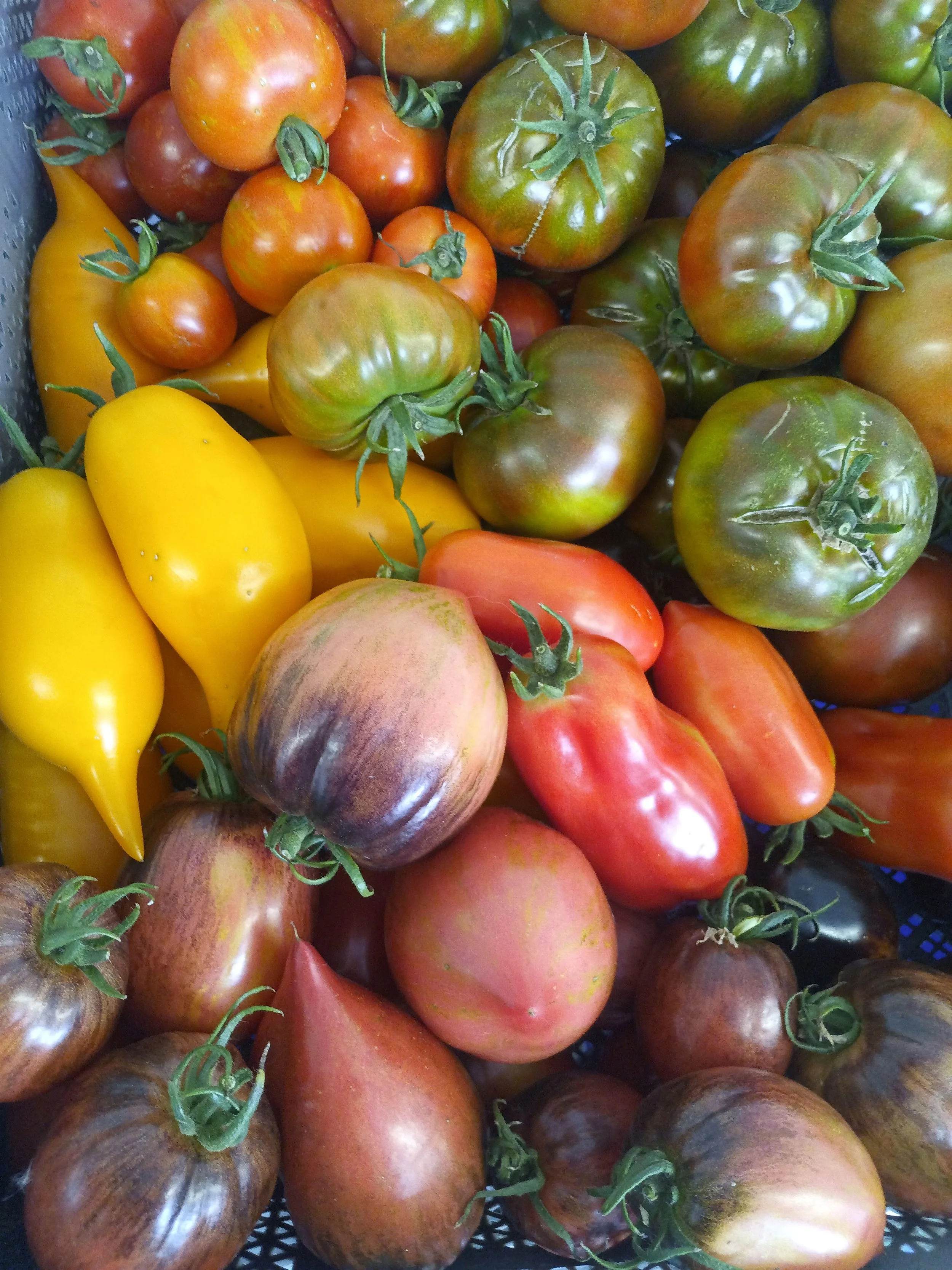 A variety of fresh heirloom tomatoes in different shapes, sizes, and colors, including green, red, yellow, orange, and purple, displayed together.