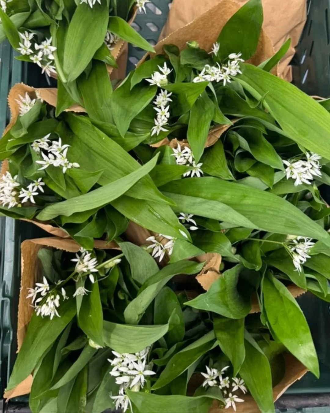 Green leafy plant with small white star-shaped flowers wrapped in brown paper