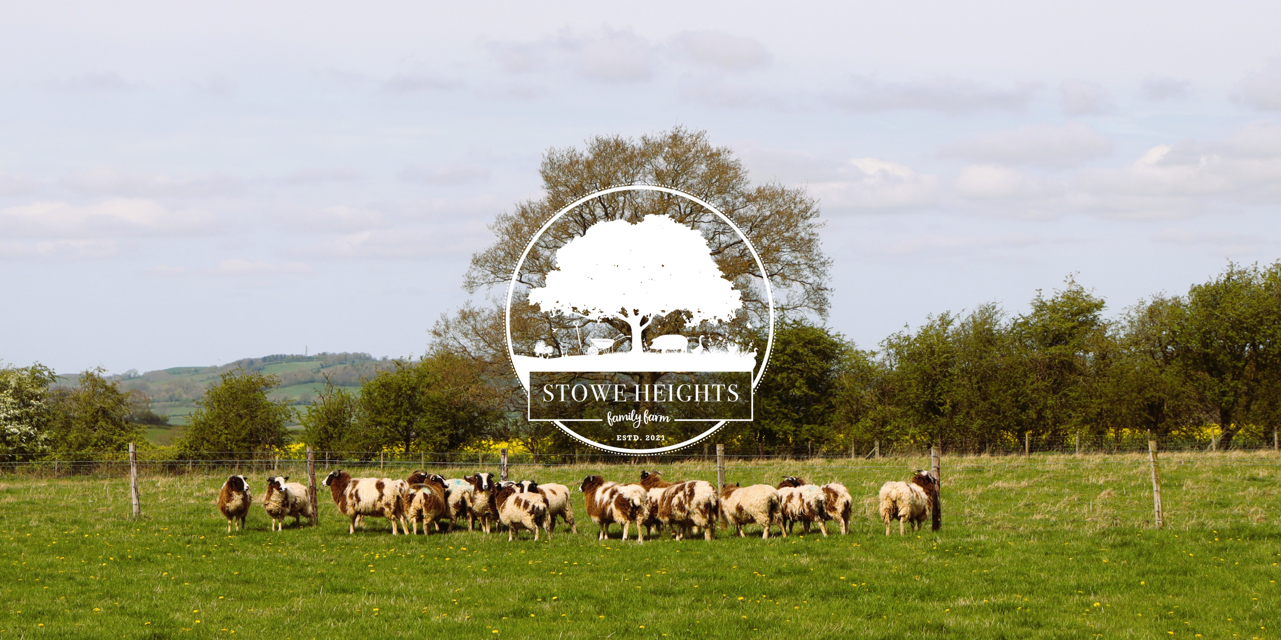 Jacob Sheep Flock at Stowe Heights Farm