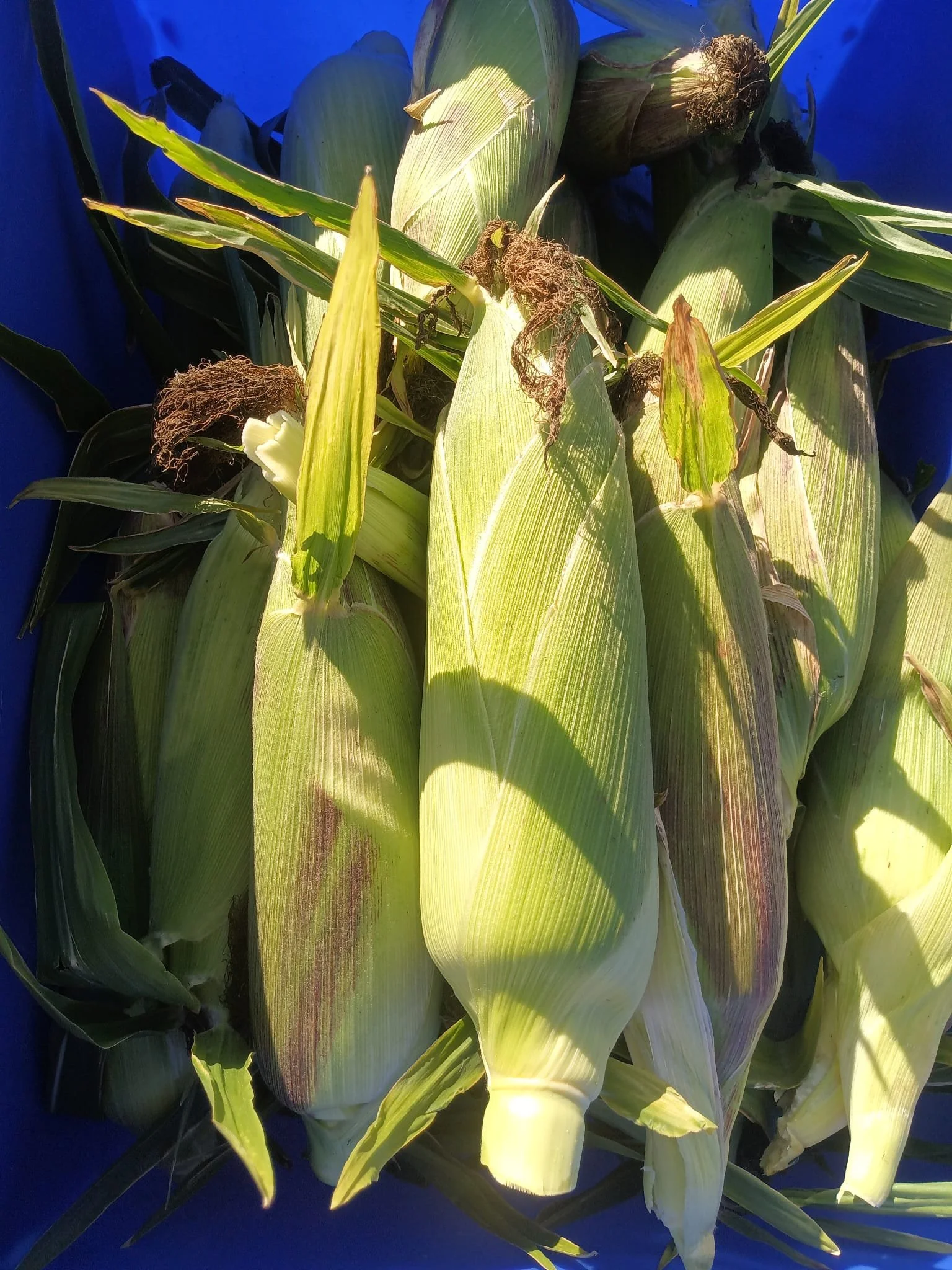 Freshly harvested ears of corn with green husks, some with brown silk, on a blue background.