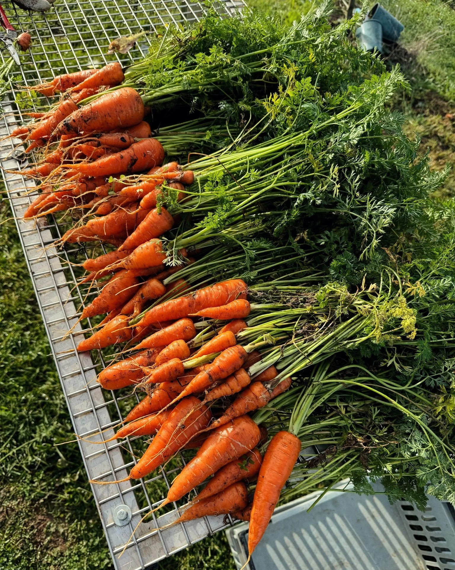 Freshly harvested orange carrots with green leafy tops lying on a metal grid outdoors.