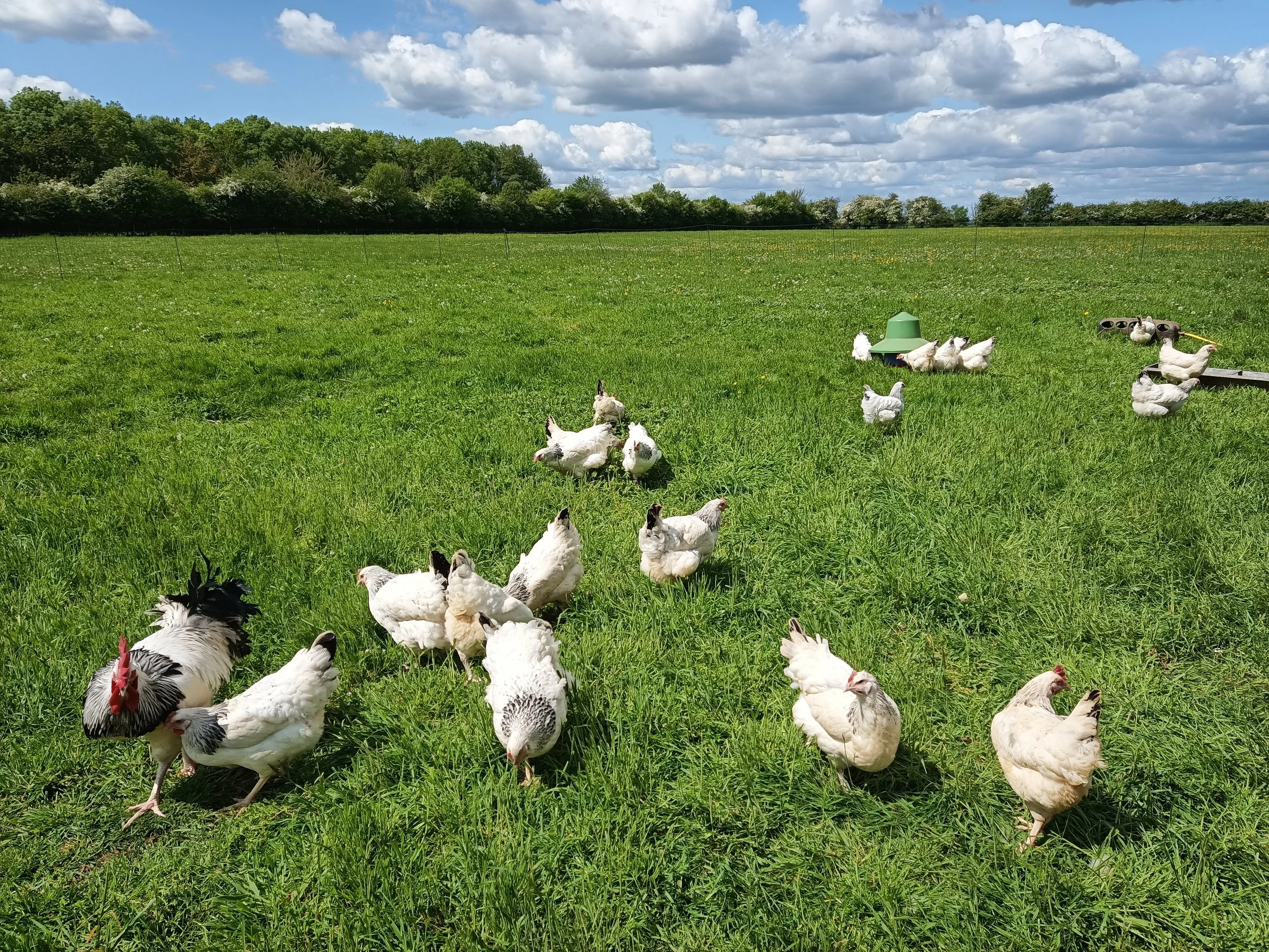 A flock of chickens and roosters on a grassy farm field with green trees and a partly cloudy sky in the background.