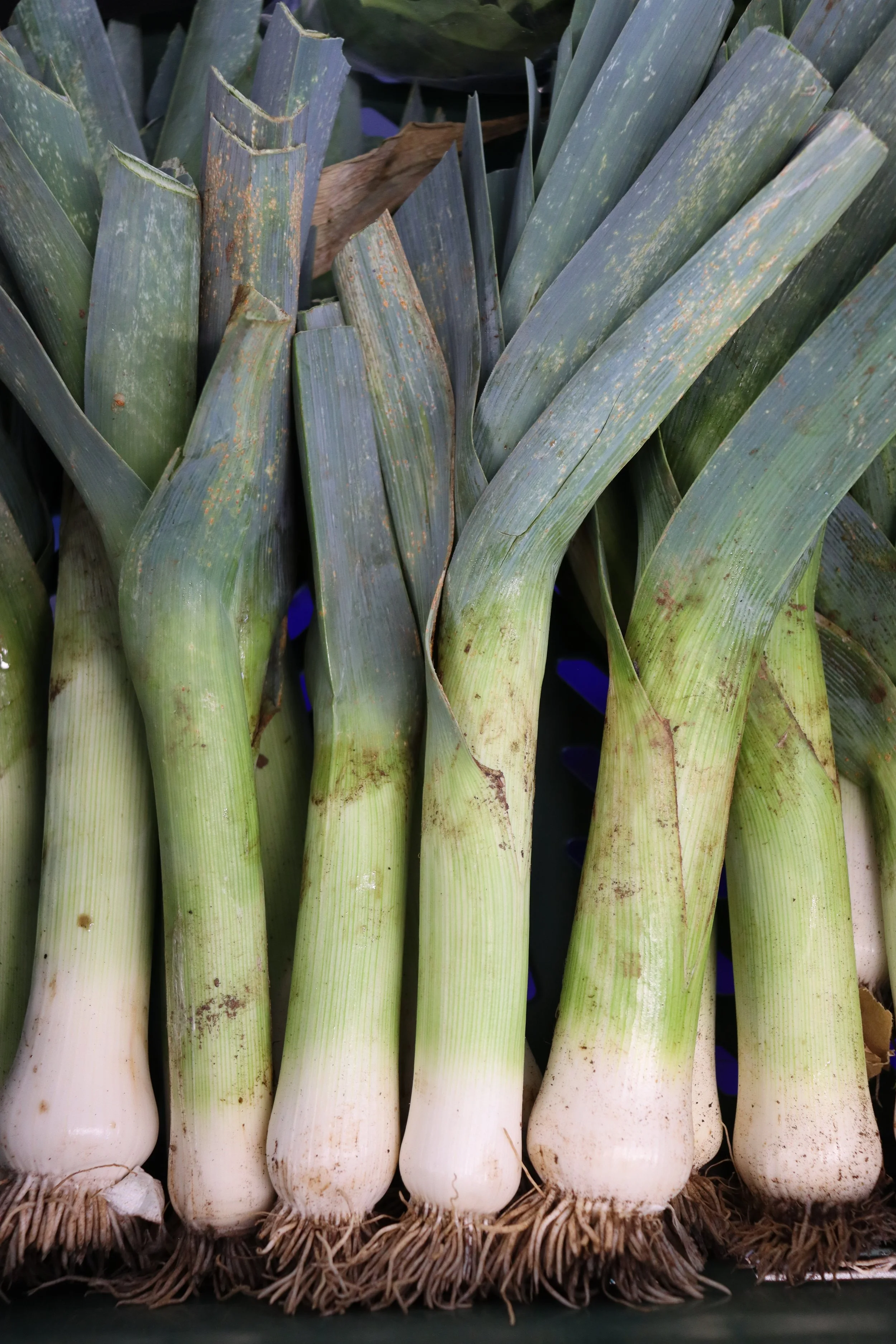 A bunch of fresh green onions with white bulbs and long green leaves, displayed in a market.