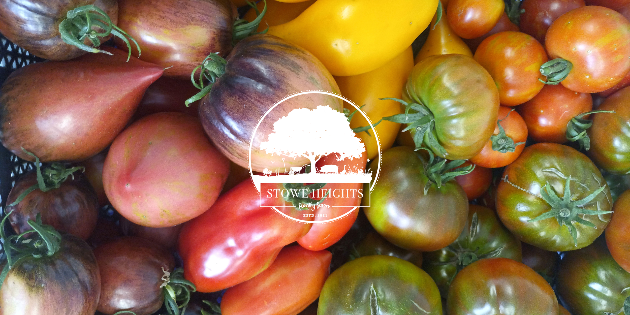 Mixed Heritage Tomatoes