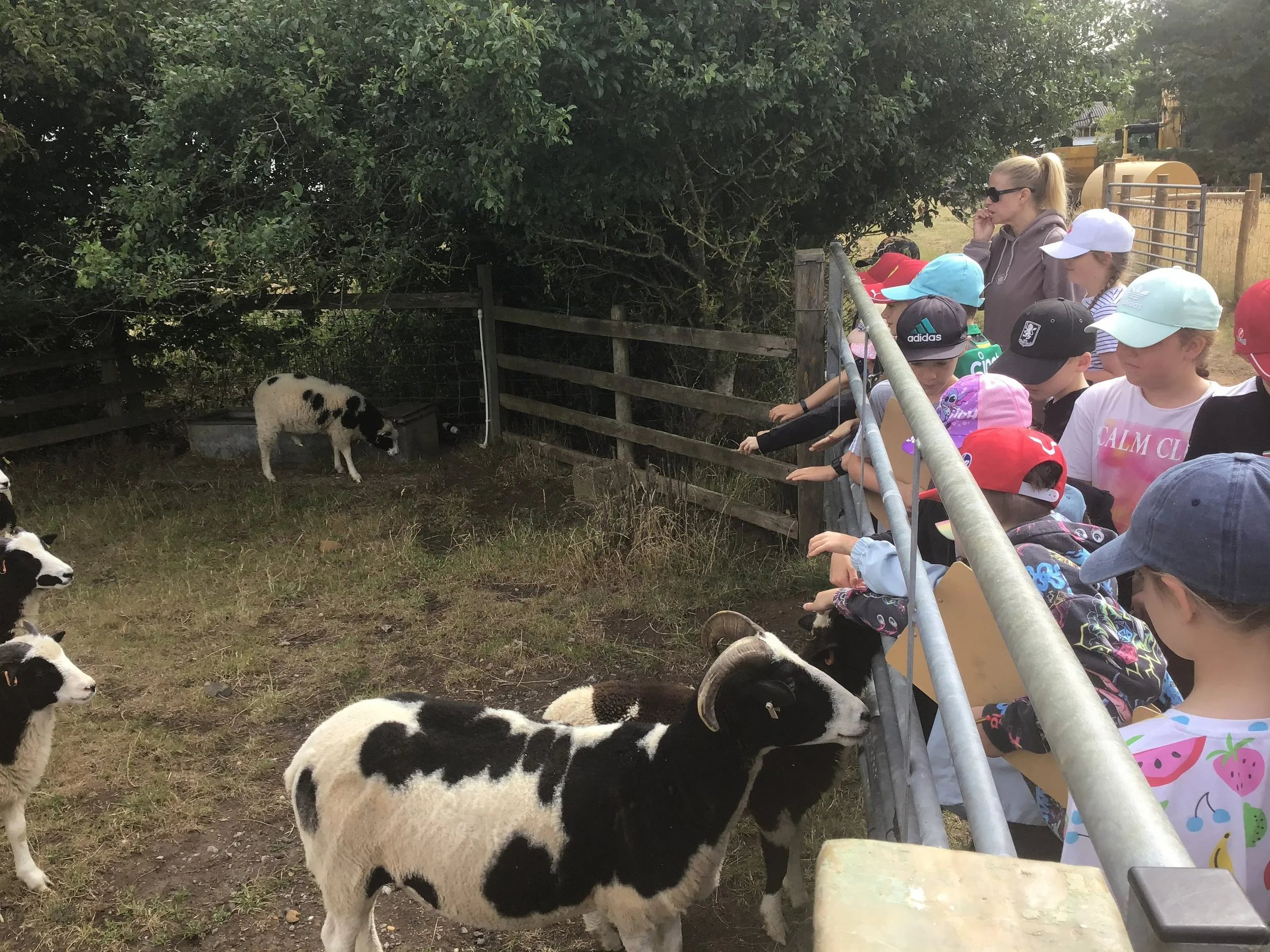 An educational school visit at Stowe Heights Farm