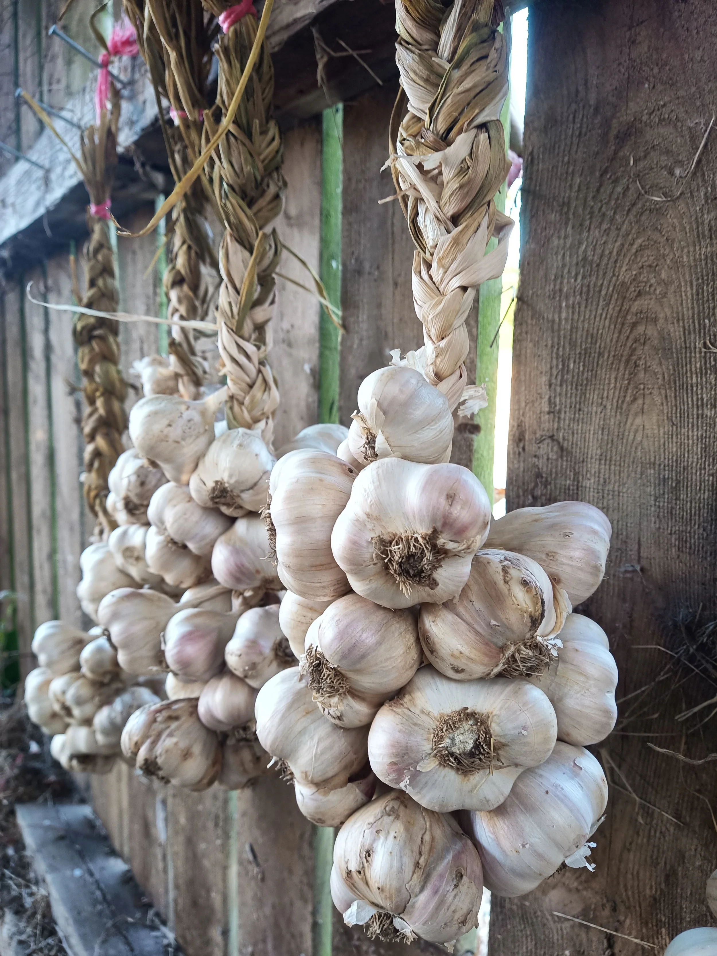 Bunches of garlic bulbs hanging from braided stalks on a wooden fence, in an outdoor setting.