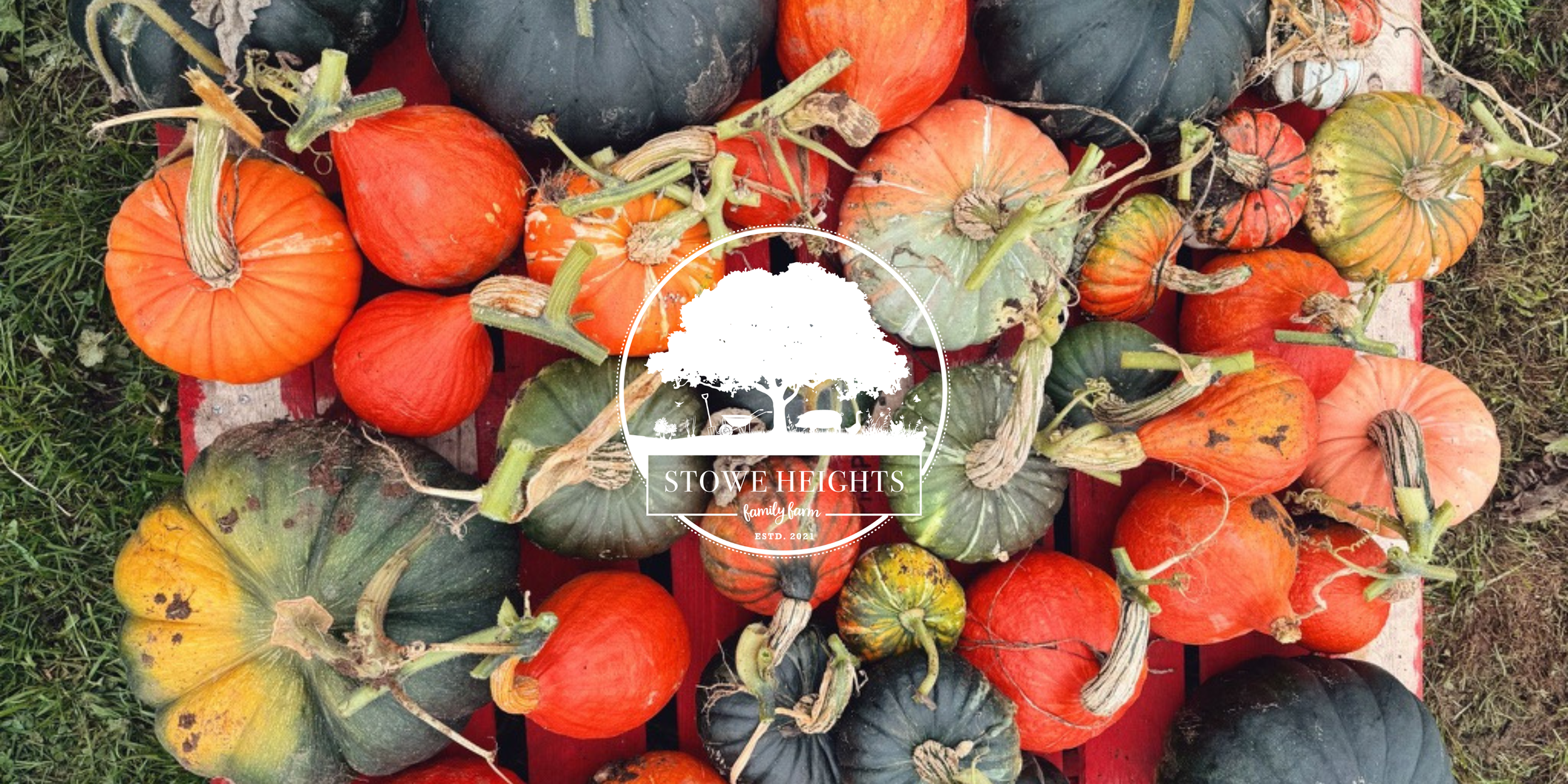 Mixed Squashes & Pumpkins