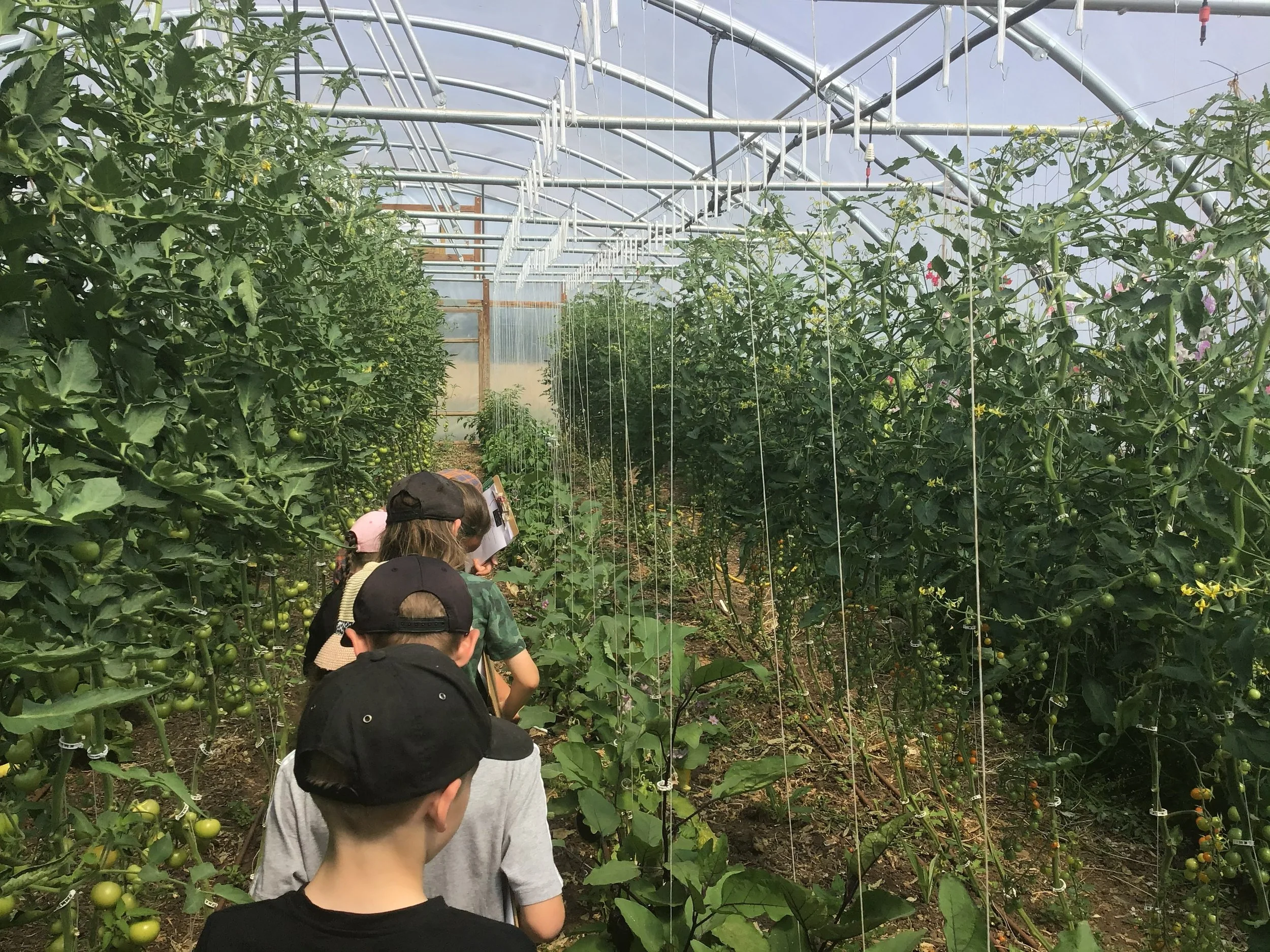 A tour of the farm polytunnel.