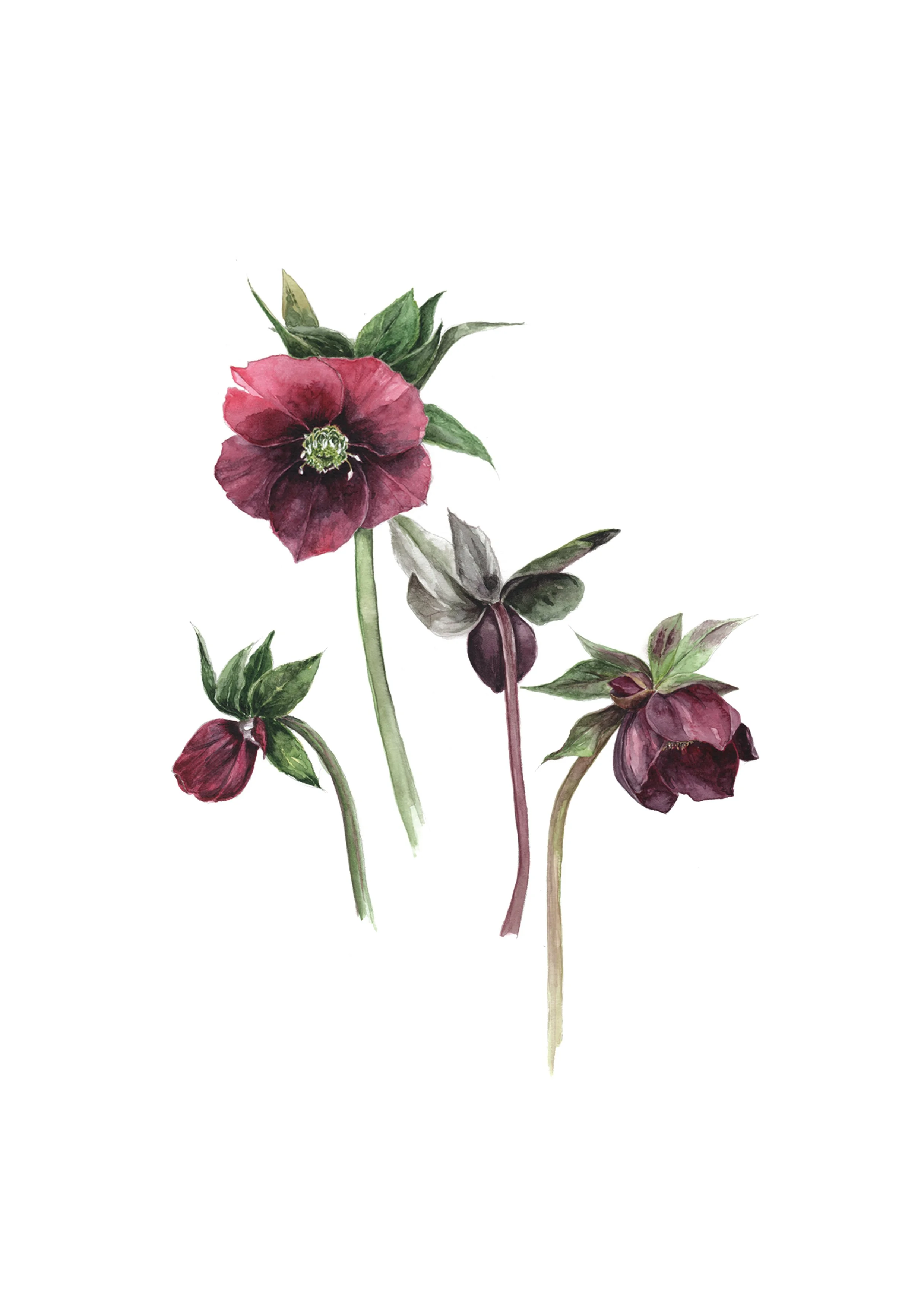 Hellebores A4 print.jpg