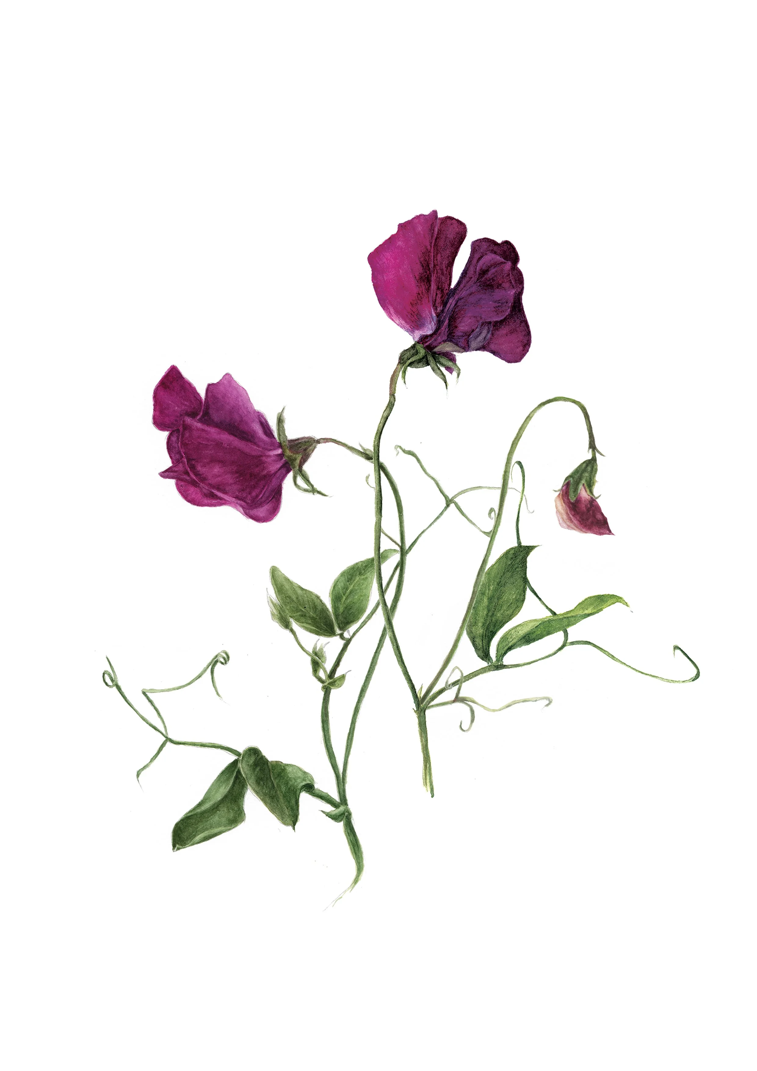 Sweet peas 2025.jpg