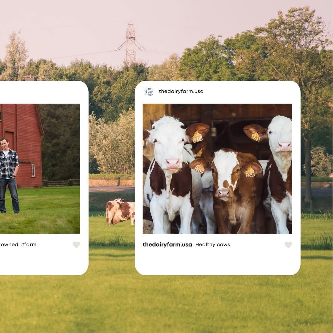 Group of dairy cows inside a barn, with tags on their ears, standing together and looking toward the camera.