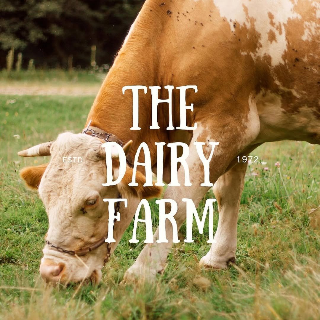 A cow grazing in a field with overlaid text that says 'The Dairy Farm' and mentions it was established in 1972.