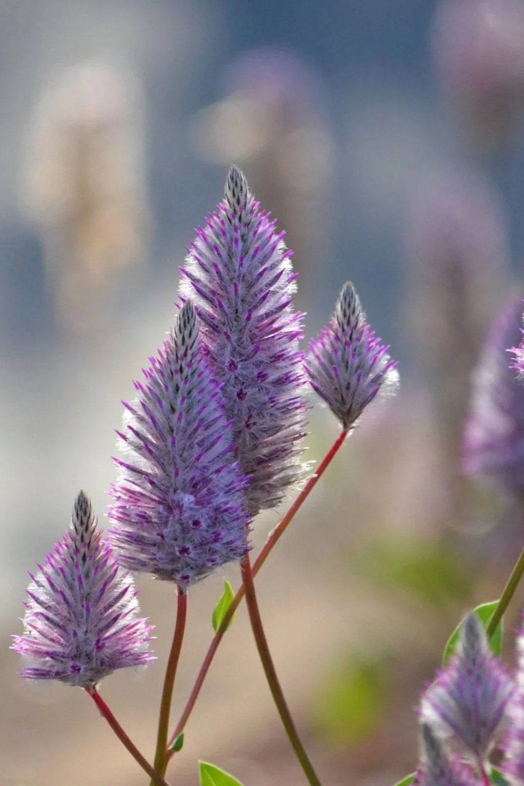 Close-up of purple and white fuzzy flowers on tall green and reddish stems, with a blurred pastel background.