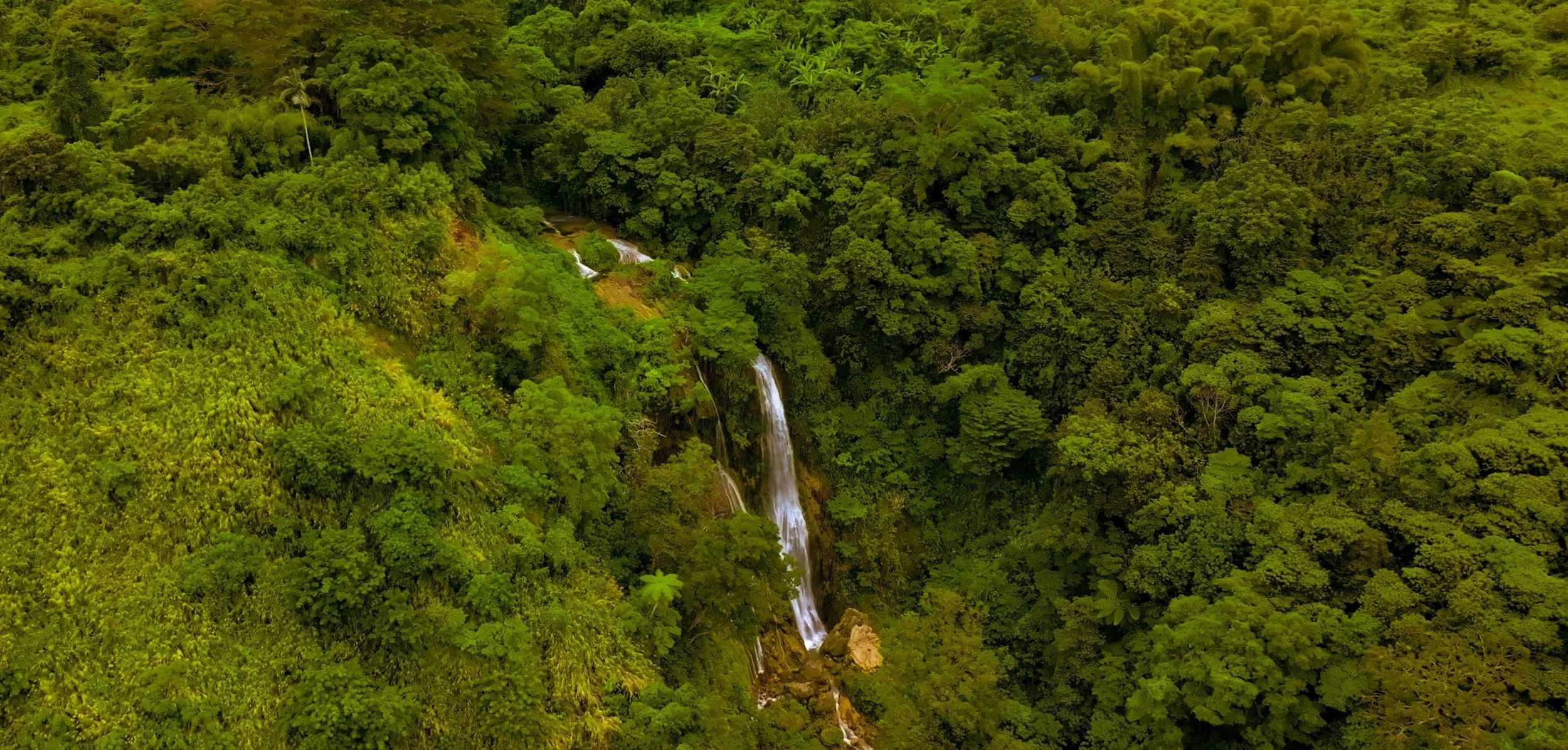 Aerial view of lush green rainforest with a cascading waterfall.