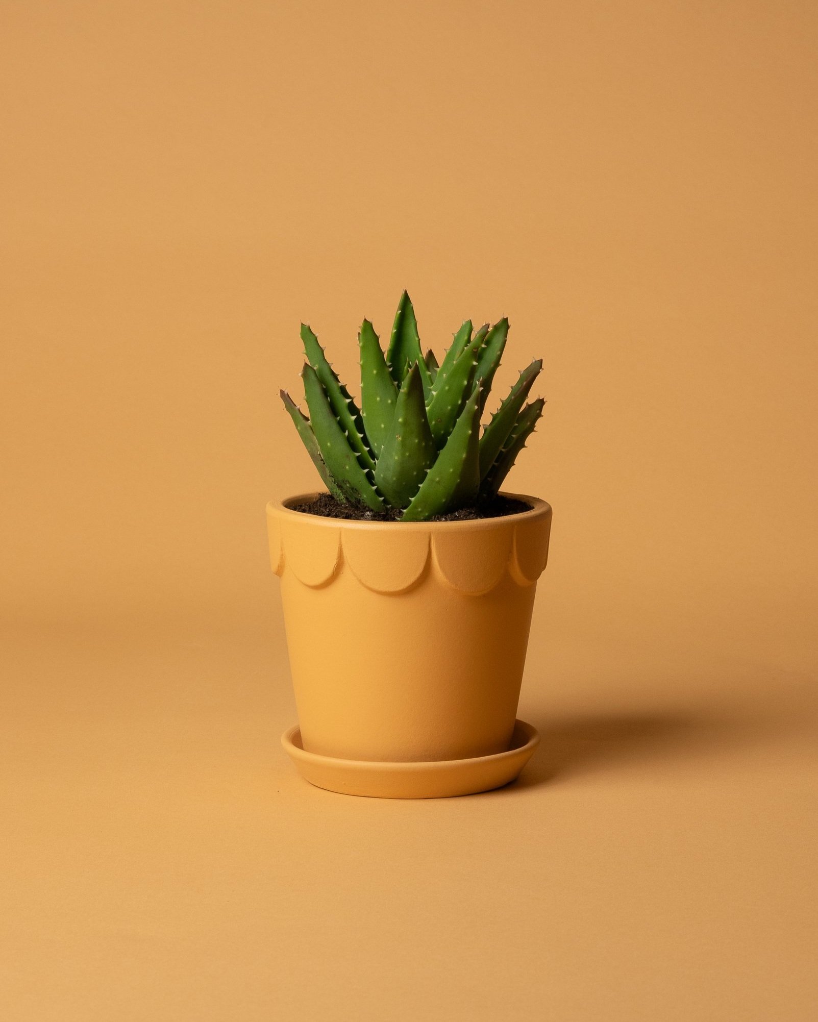 potted_plant_aloe+brevifolia_01.jpg