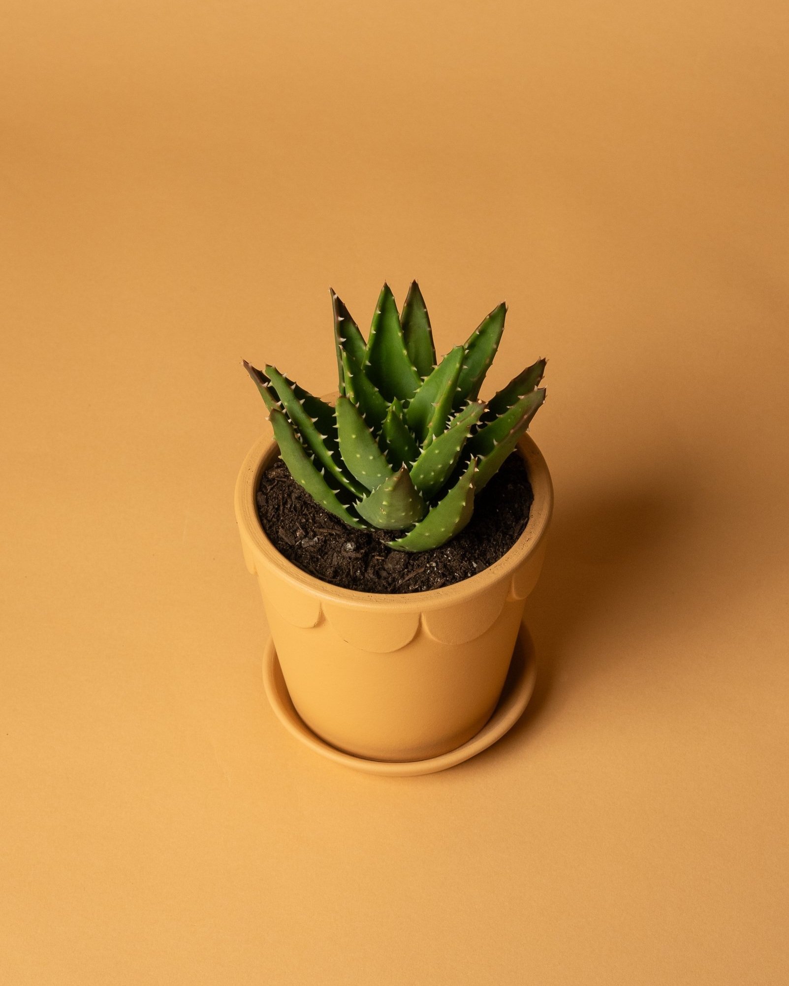 potted_plant_aloe+brevifolia_02.jpg