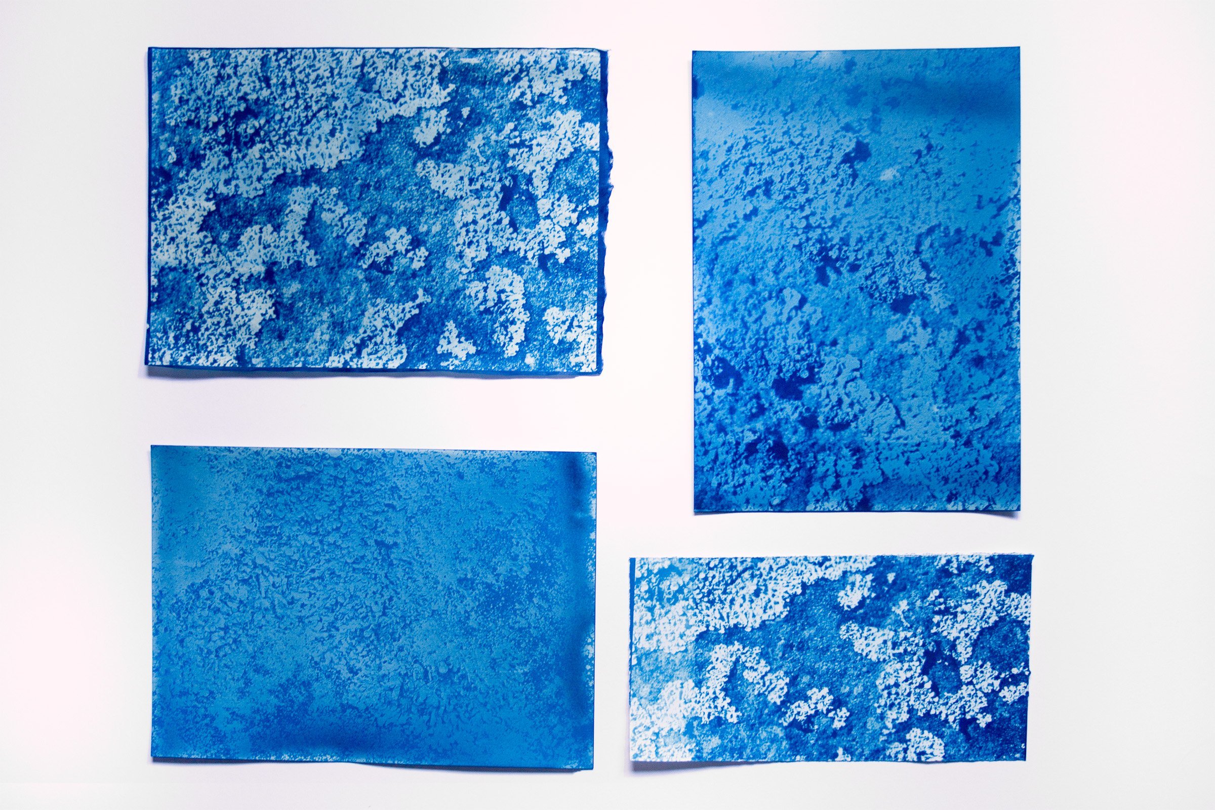 Lichen prints, 2021, cyanotypes.
