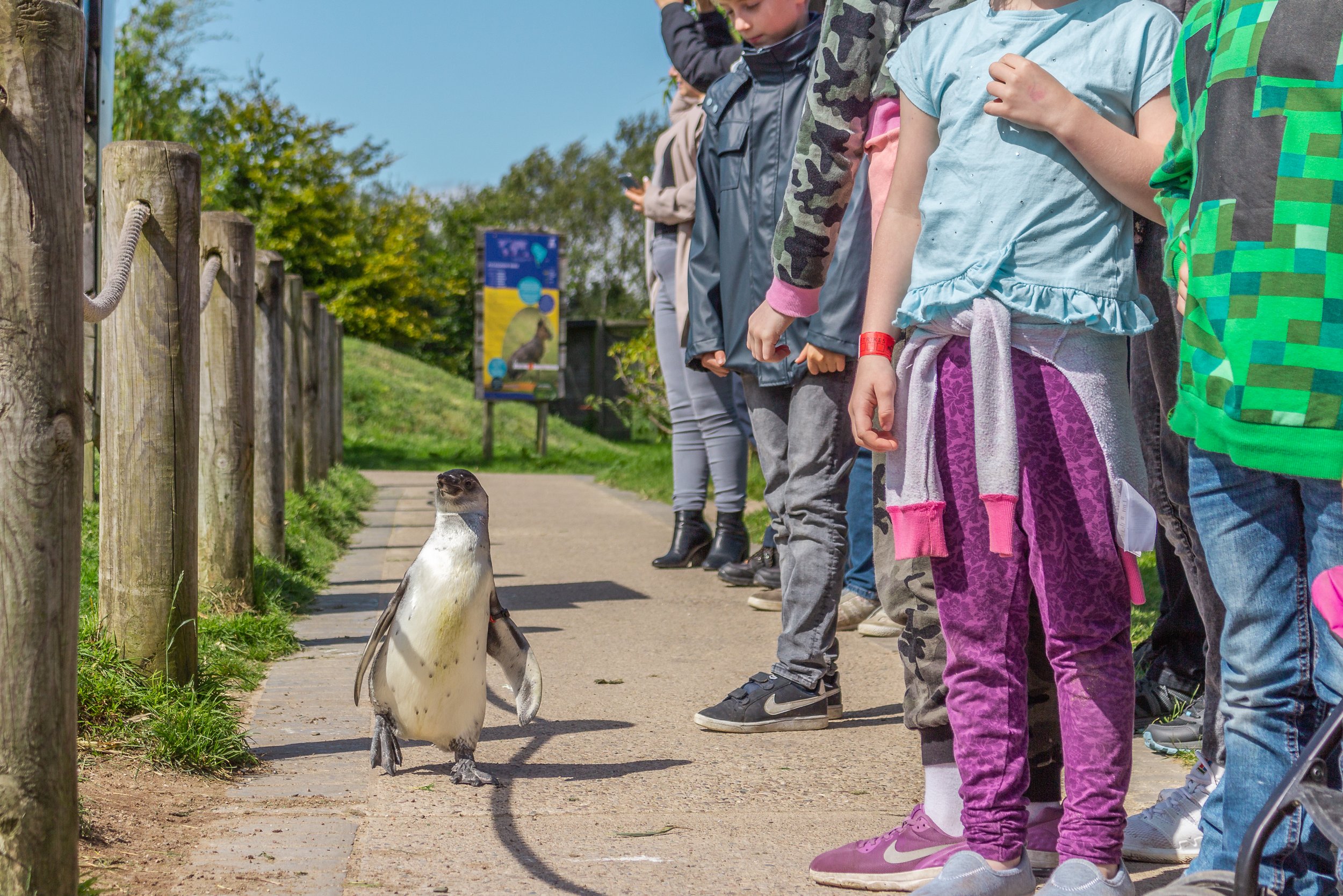 WALK WITH PENGUINS