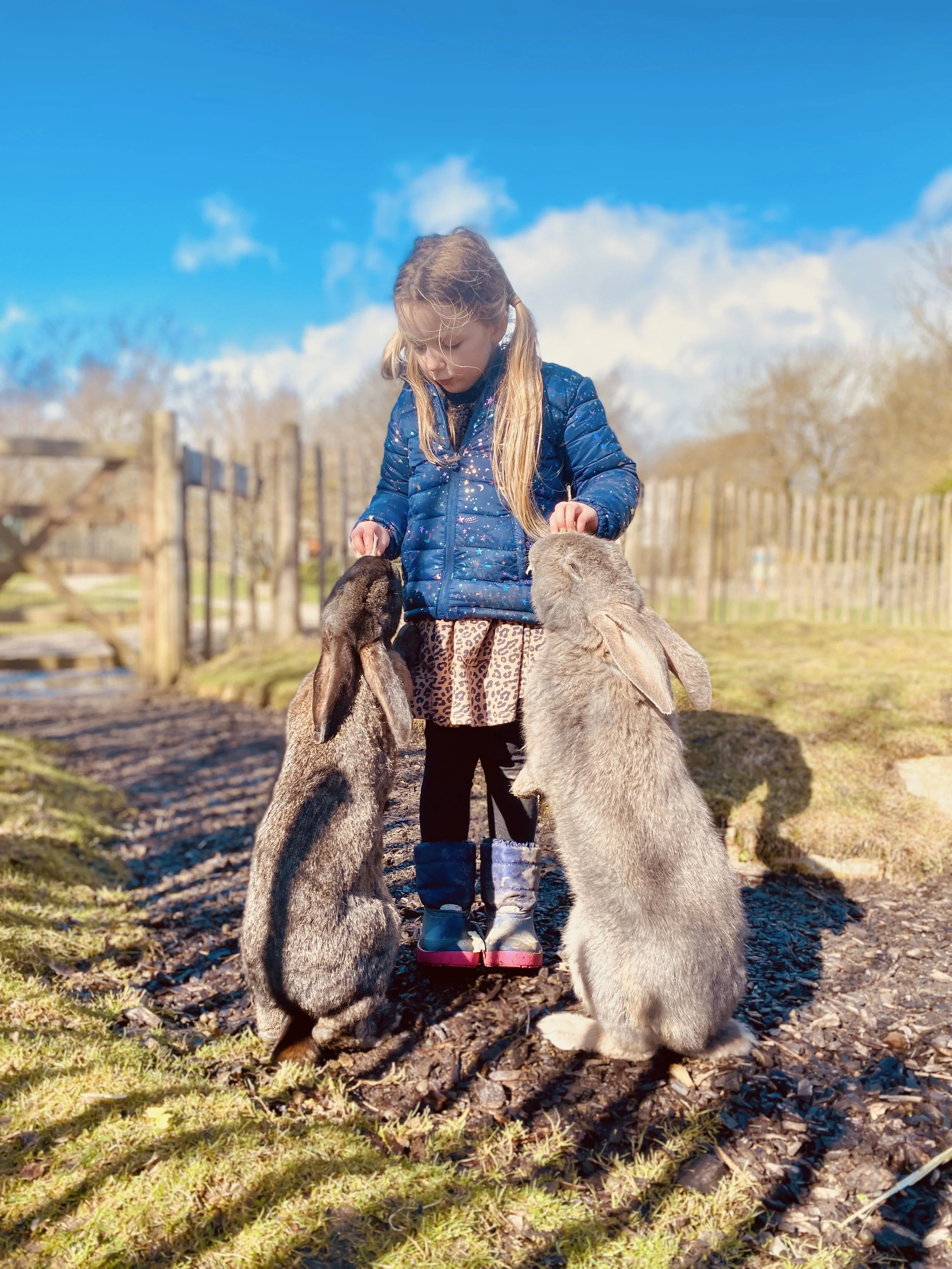 Continental Giant Rabbit — Peak Wildlife Park