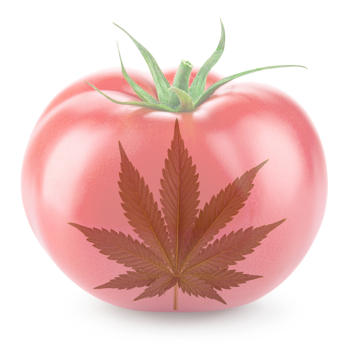 What every CEA produce and cannabis grower should know about CLO2 product use and why PRO-OXINE® Horticulture outshines other ClO₂ products in CEA.