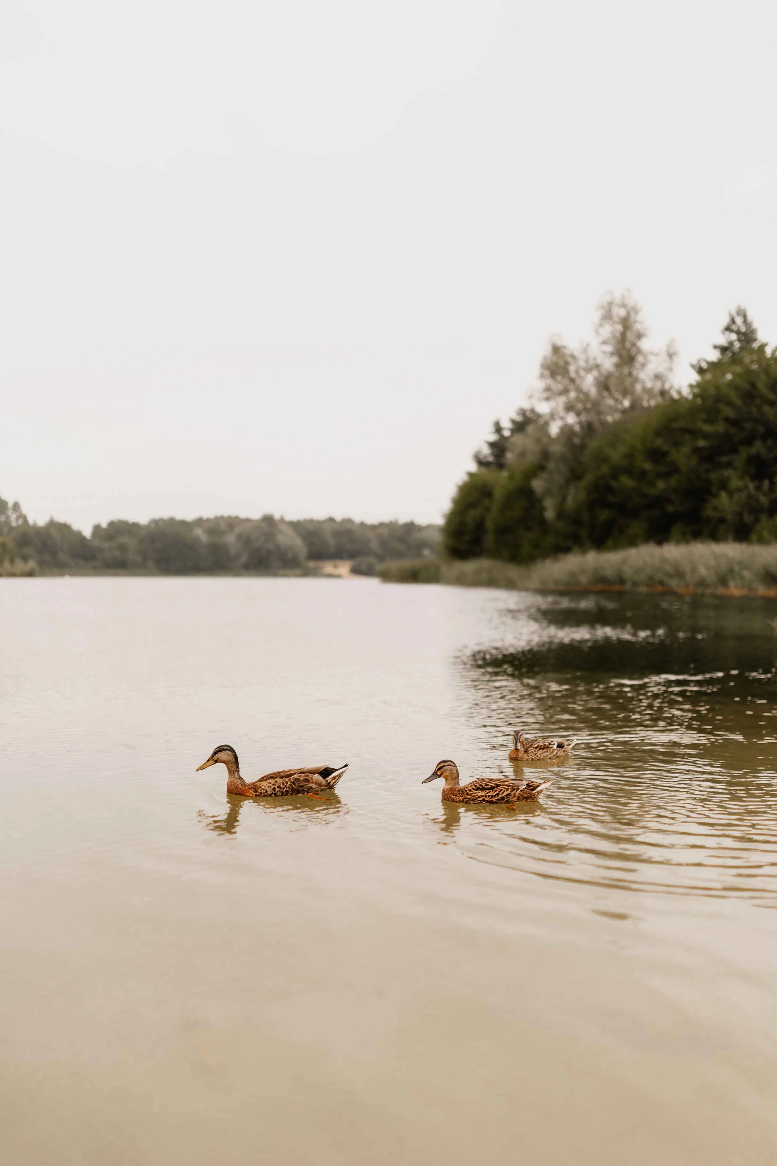 Zwei Enten schwimmen ruhig über den Oldenstädter See, umgeben von Bäumen und sanften Wellen