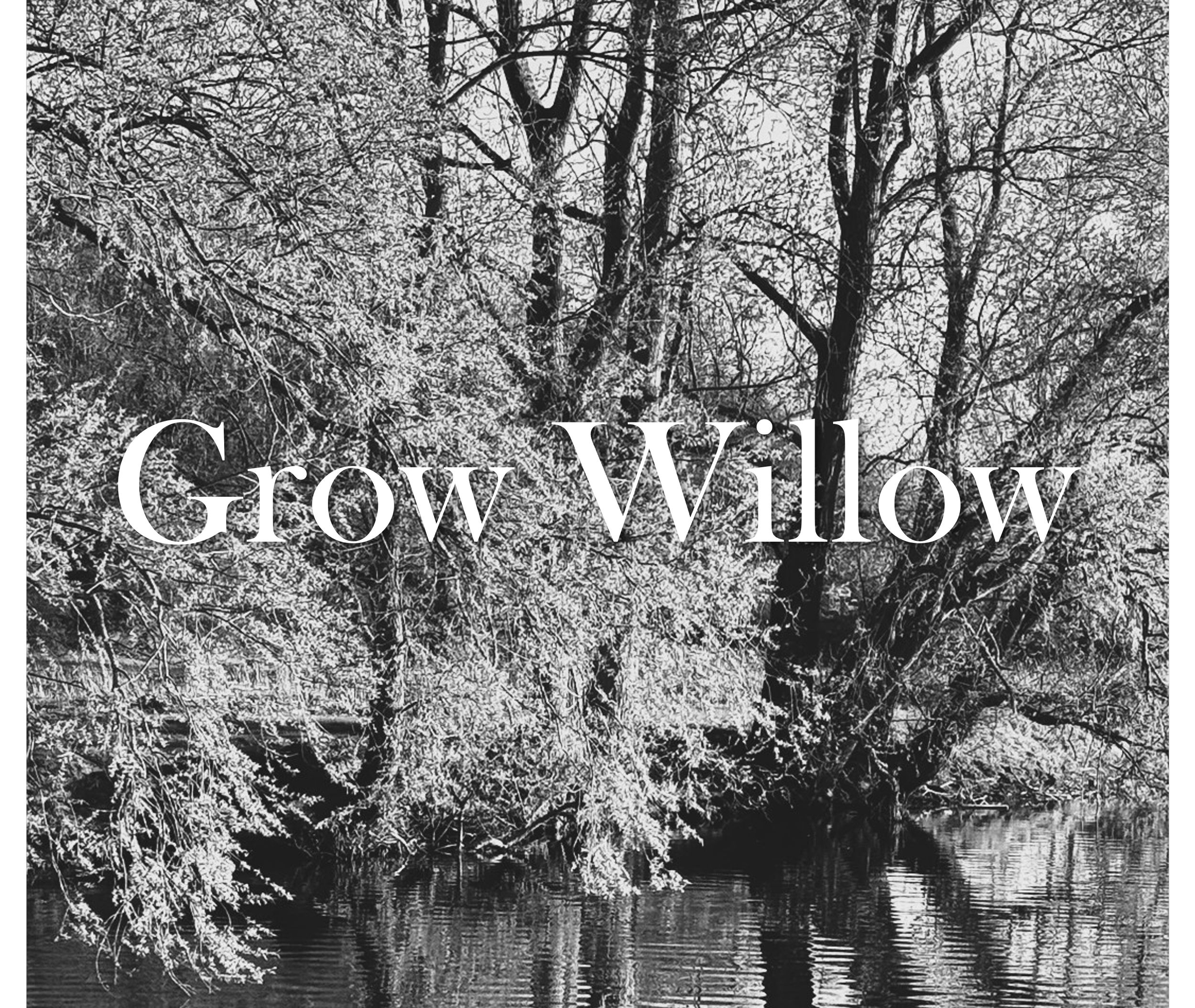Grow Willow