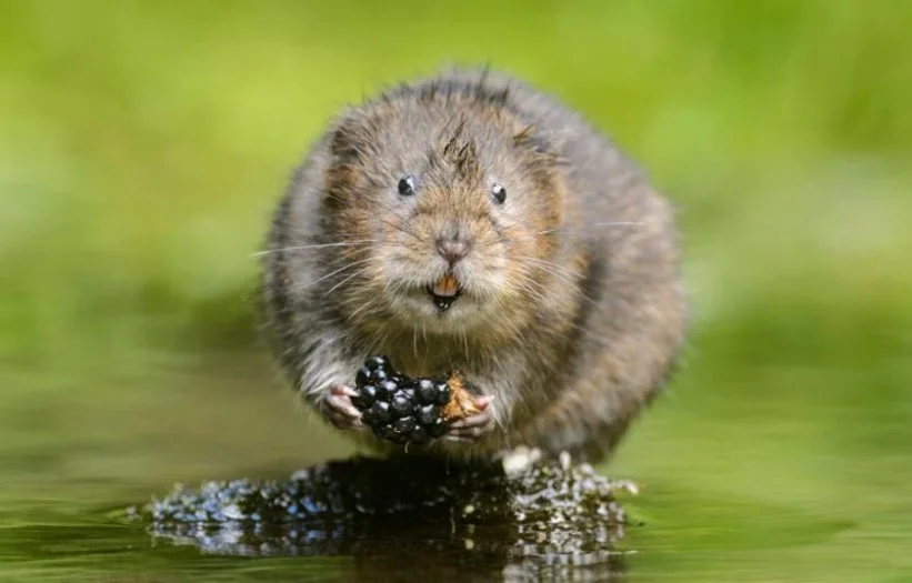Water Vole