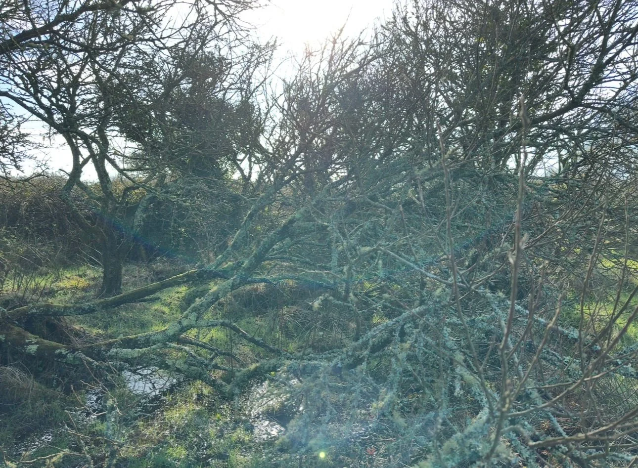 WhatsApp Image 2026-01-01 at 14.31.49.jpeg