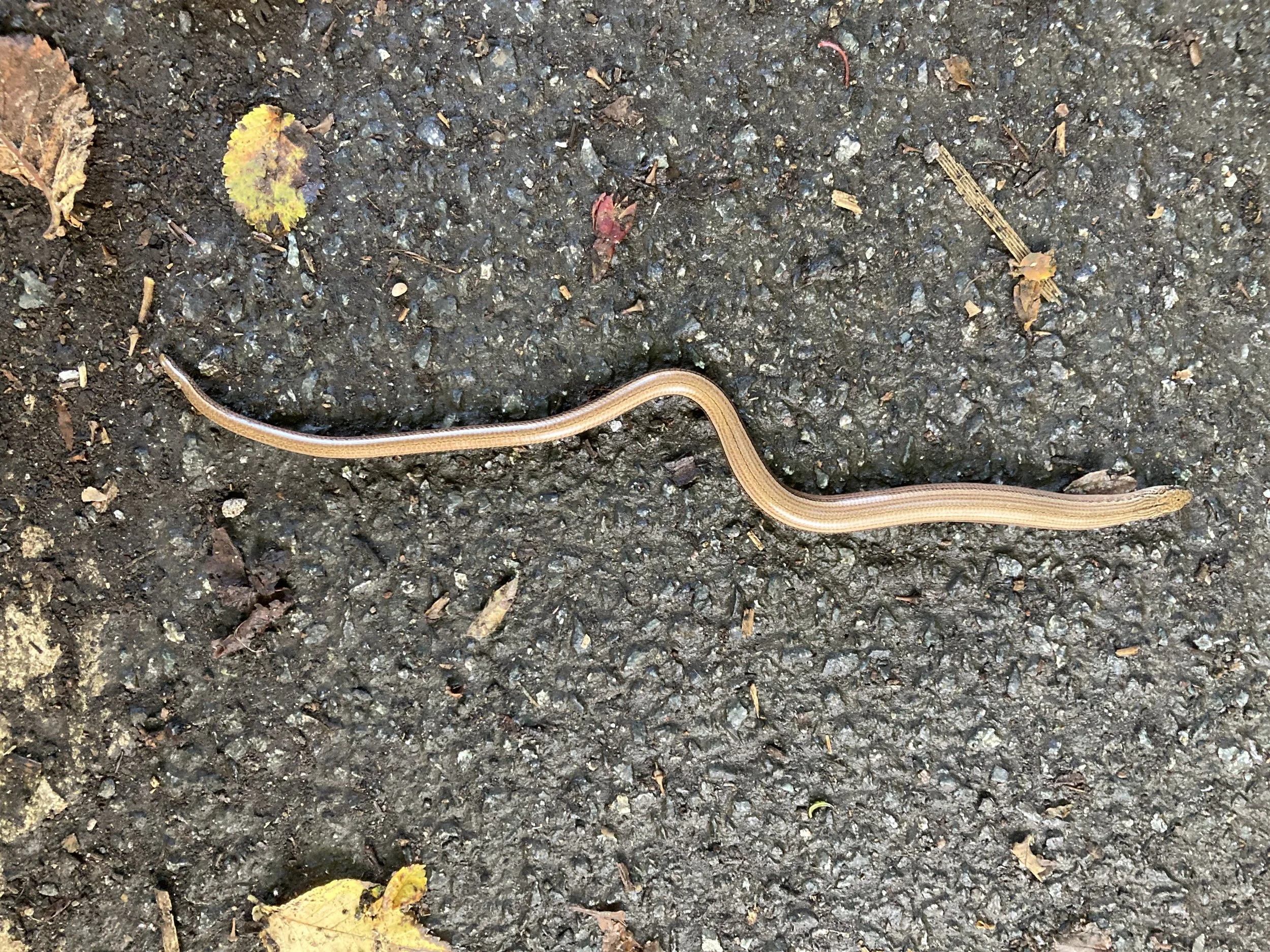 slow worm.JPEG