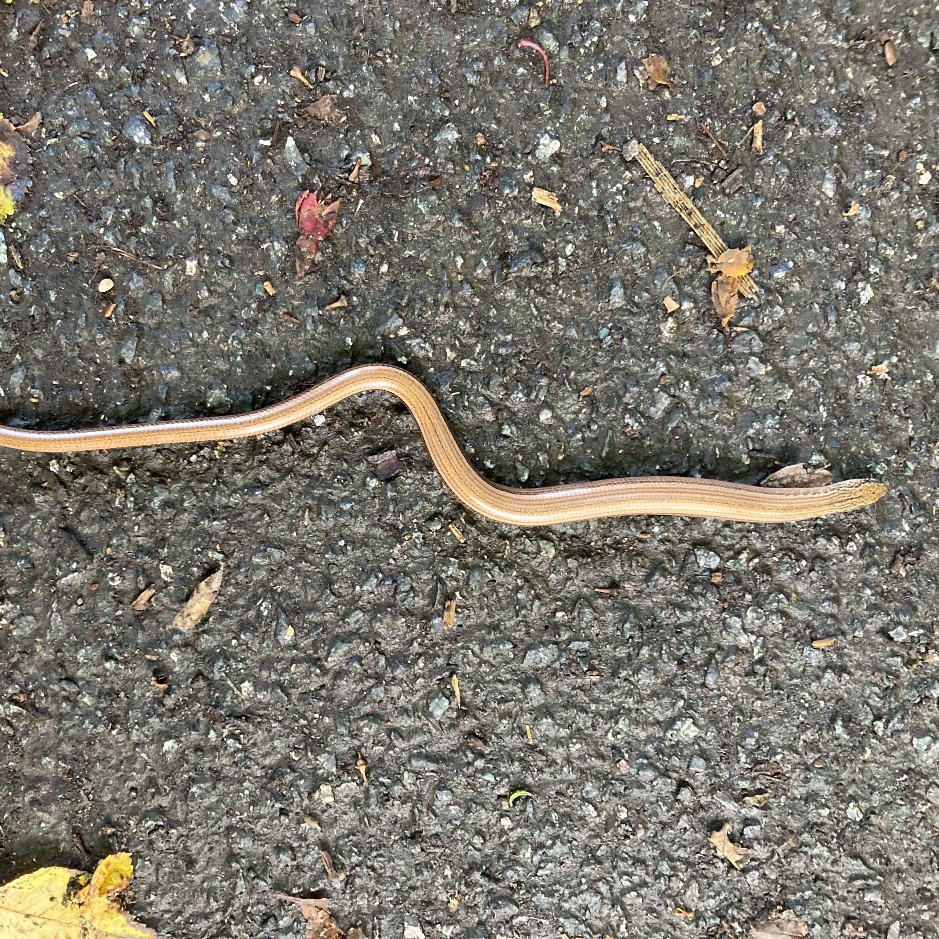Slow Worm by Roly Stimson