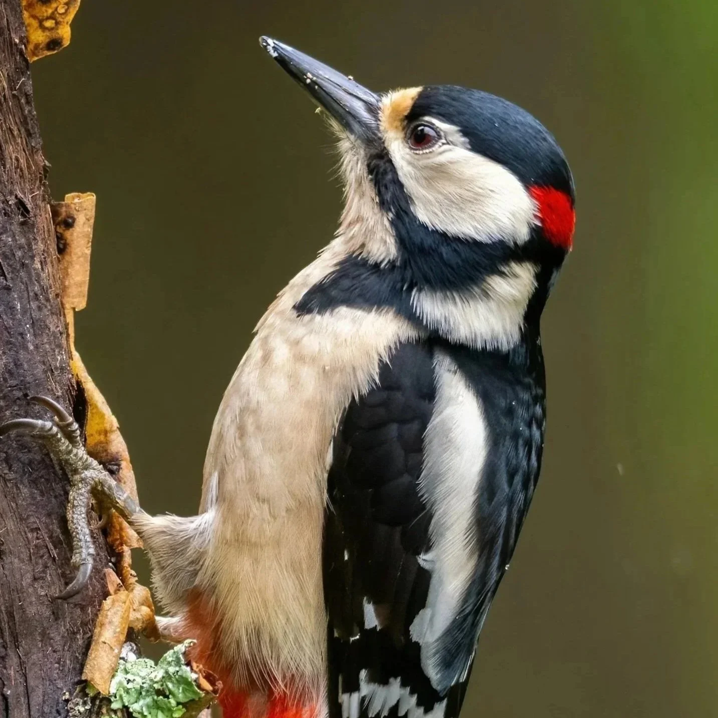 First Woodpecker by Roly Stimson