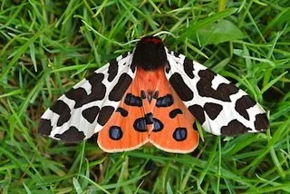 Introduction to Mothing