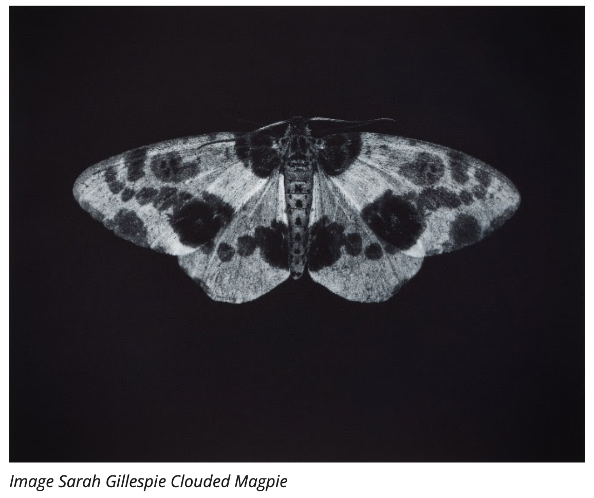 Birded and Eyed -an Exhibition by Sarah Gillespie