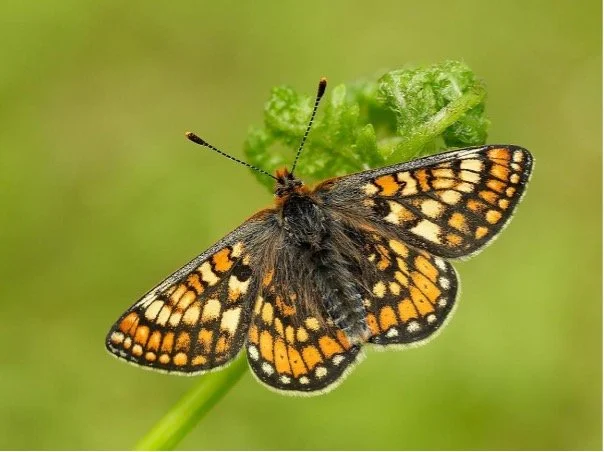   Image: Iain Leach  
