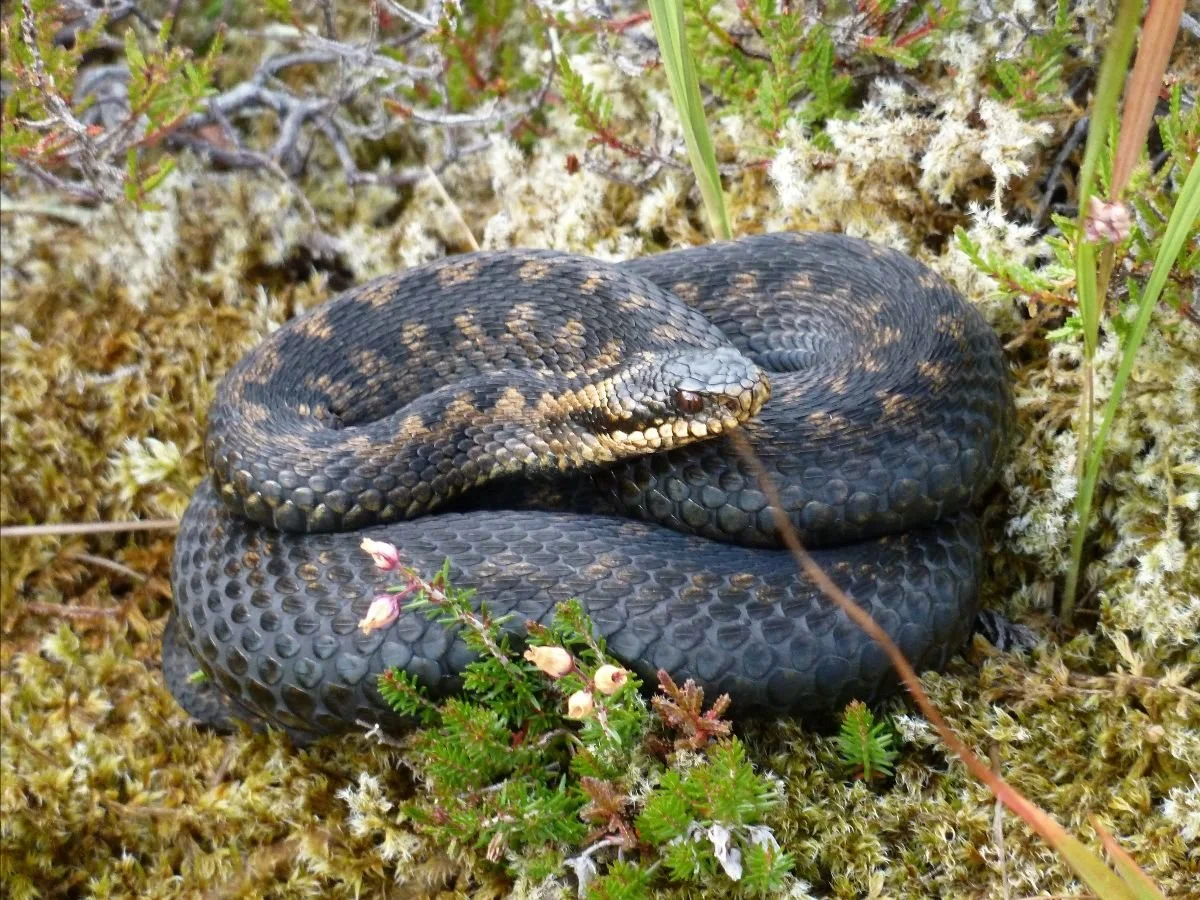  Our wildlife is in trouble. But we can correct many of the obstacles it faces and promote its recovery. So much depends on how we behave. We know what to do. 