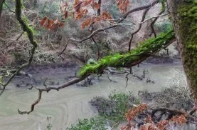  Winter, Frenchman’s Creek’ image by Georgia Raybould 