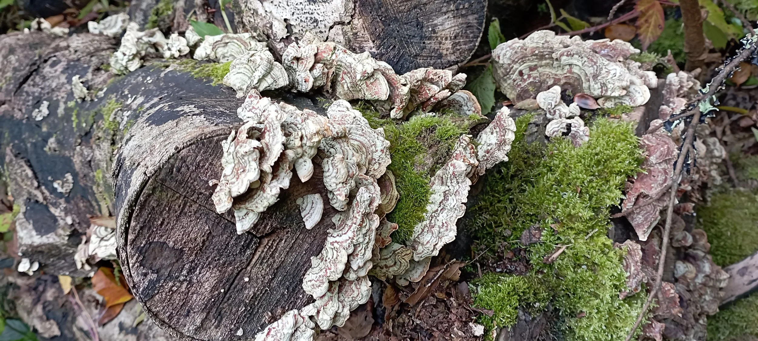  Hairy Fungus Curtain 