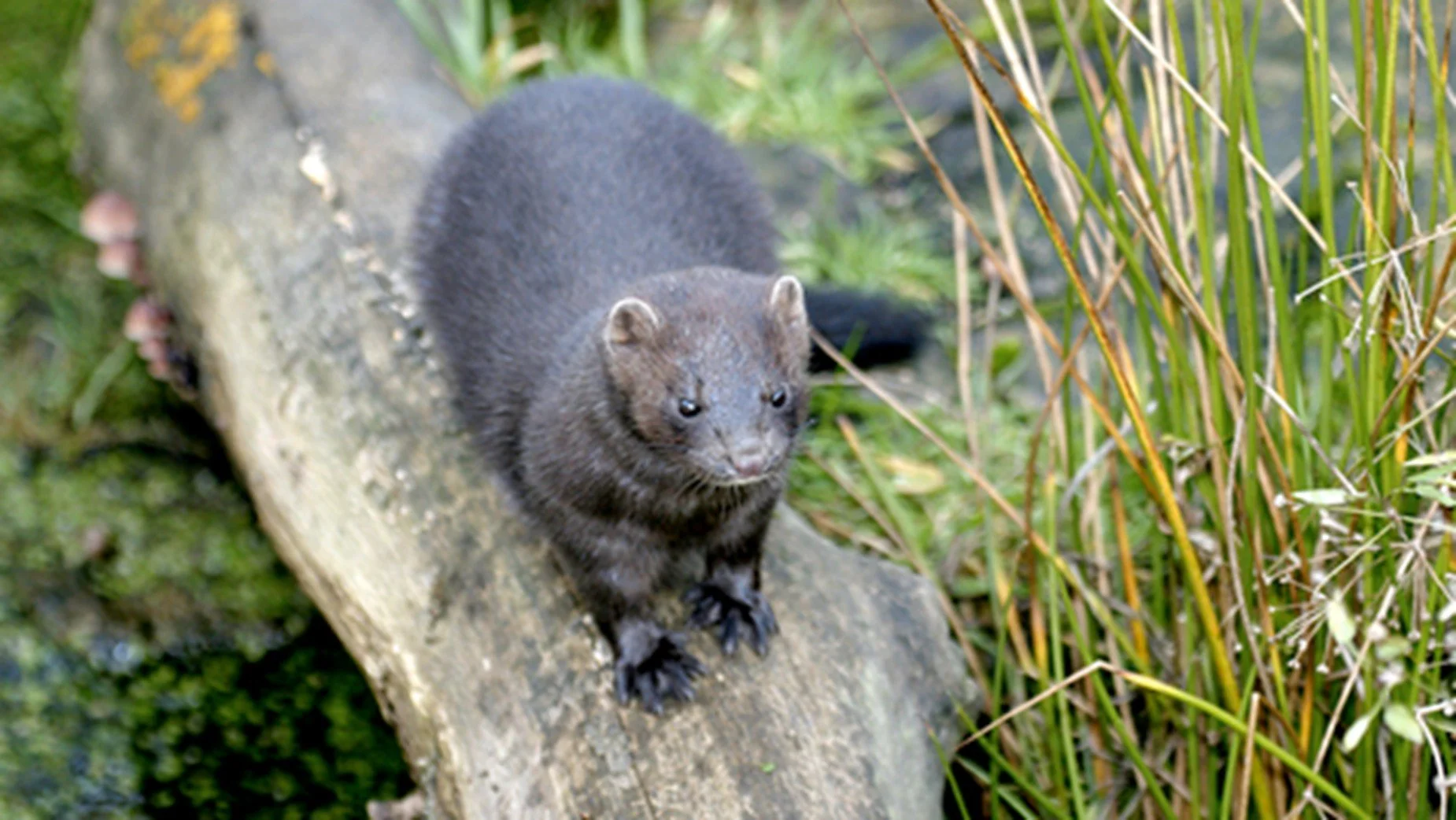American mink ( Neovison vison )