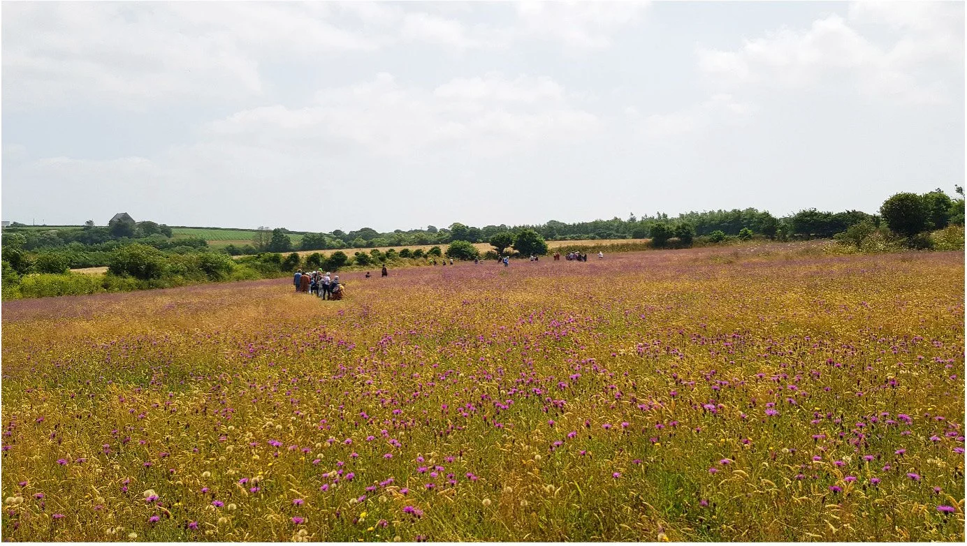   Pilgrims follow the trail through wildflower meadows at Goongillings Farm  