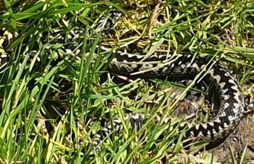 The Brightline Project