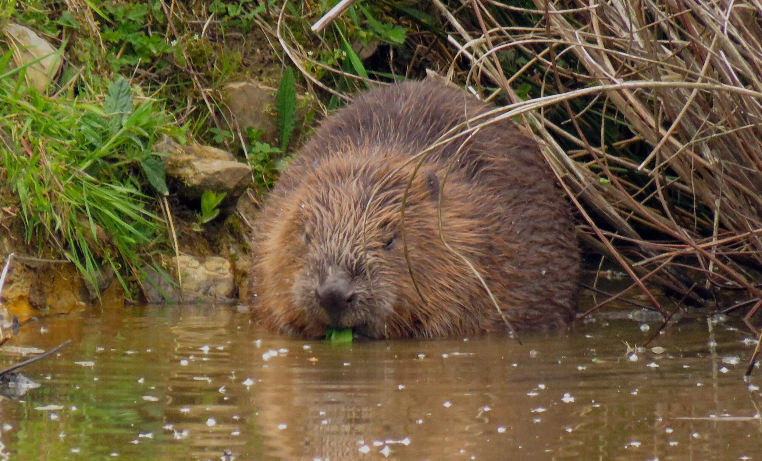  We look forward to wild beavers helping to create habitat, but first we have to help people to accept them.   