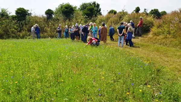   The magical circular meadow at Kestle Barton, with cornflowers and corn marigold  