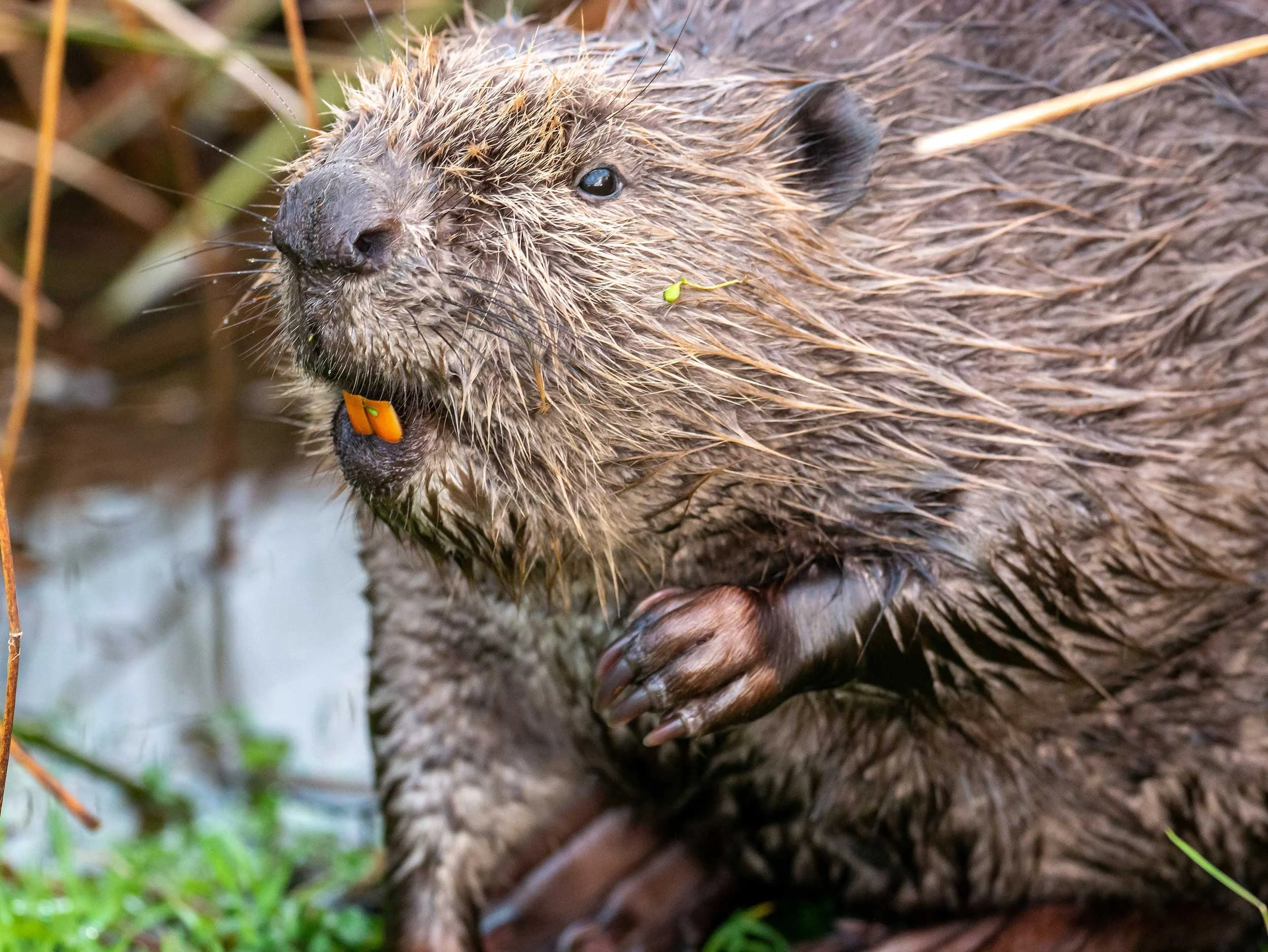  Beaver [CREDIT: Bamff Wildland] 