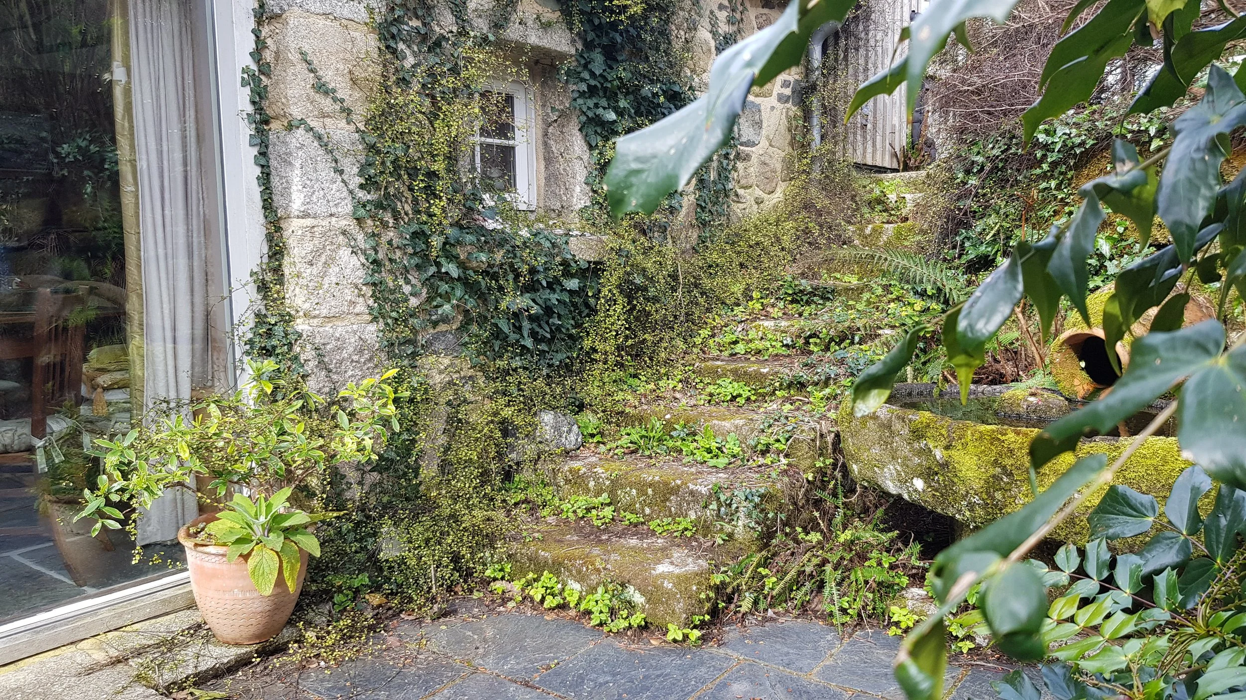  We can do so much as an individual. In our gardens we can leave plants like ivy to provide shelter, nesting and food. 
