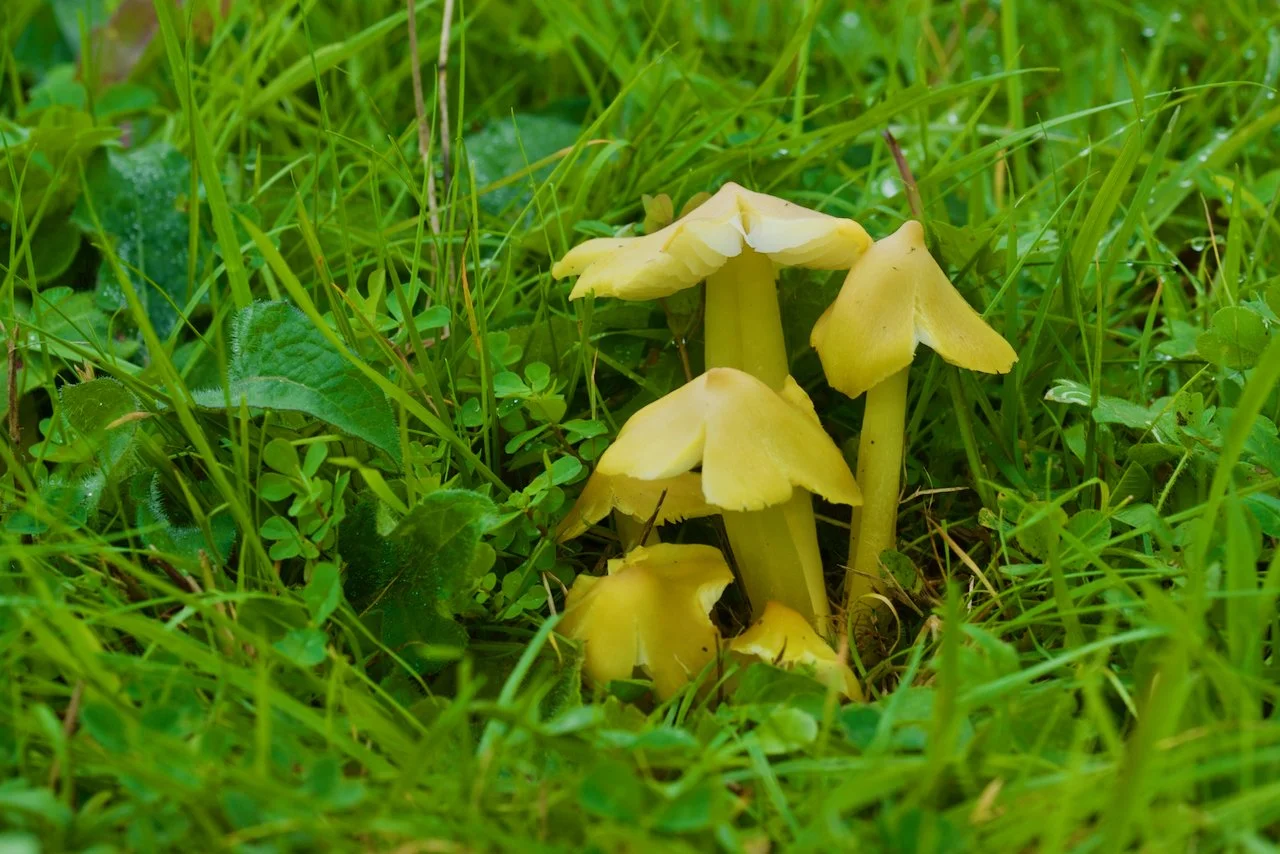 Farming and Nature for the Next Generation at Broomfield Hall