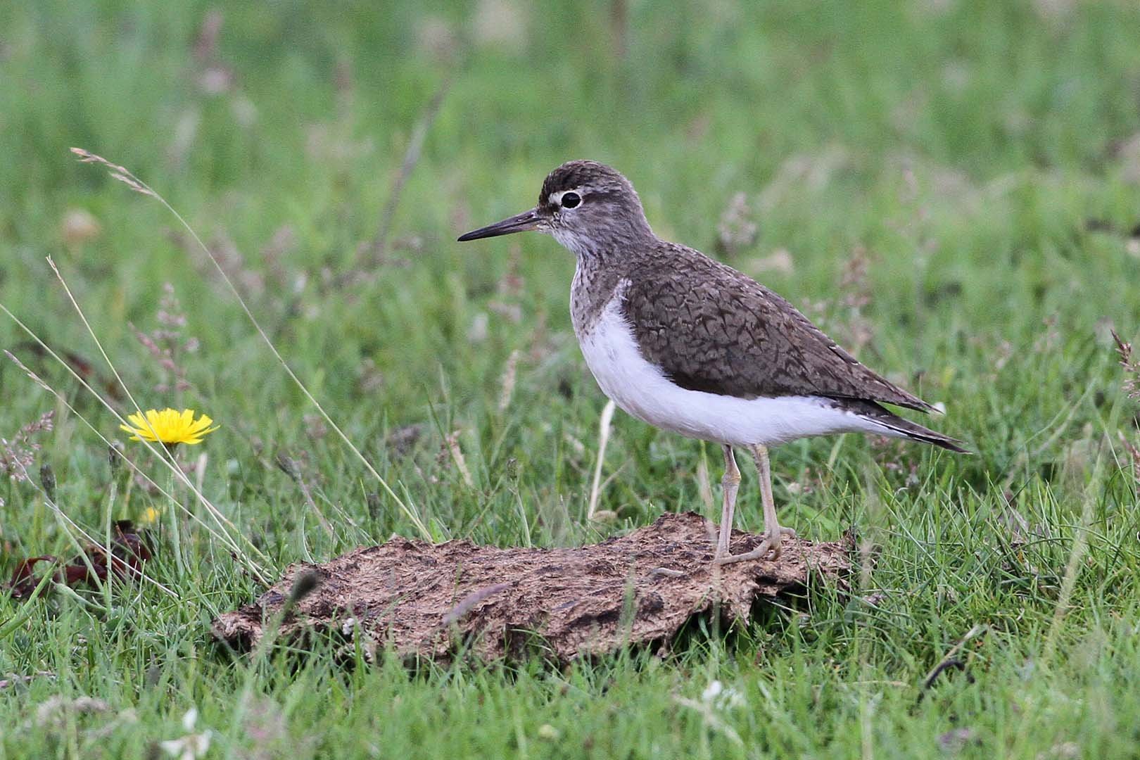Common_sandpiper_c_Margaret_Holland.jpg