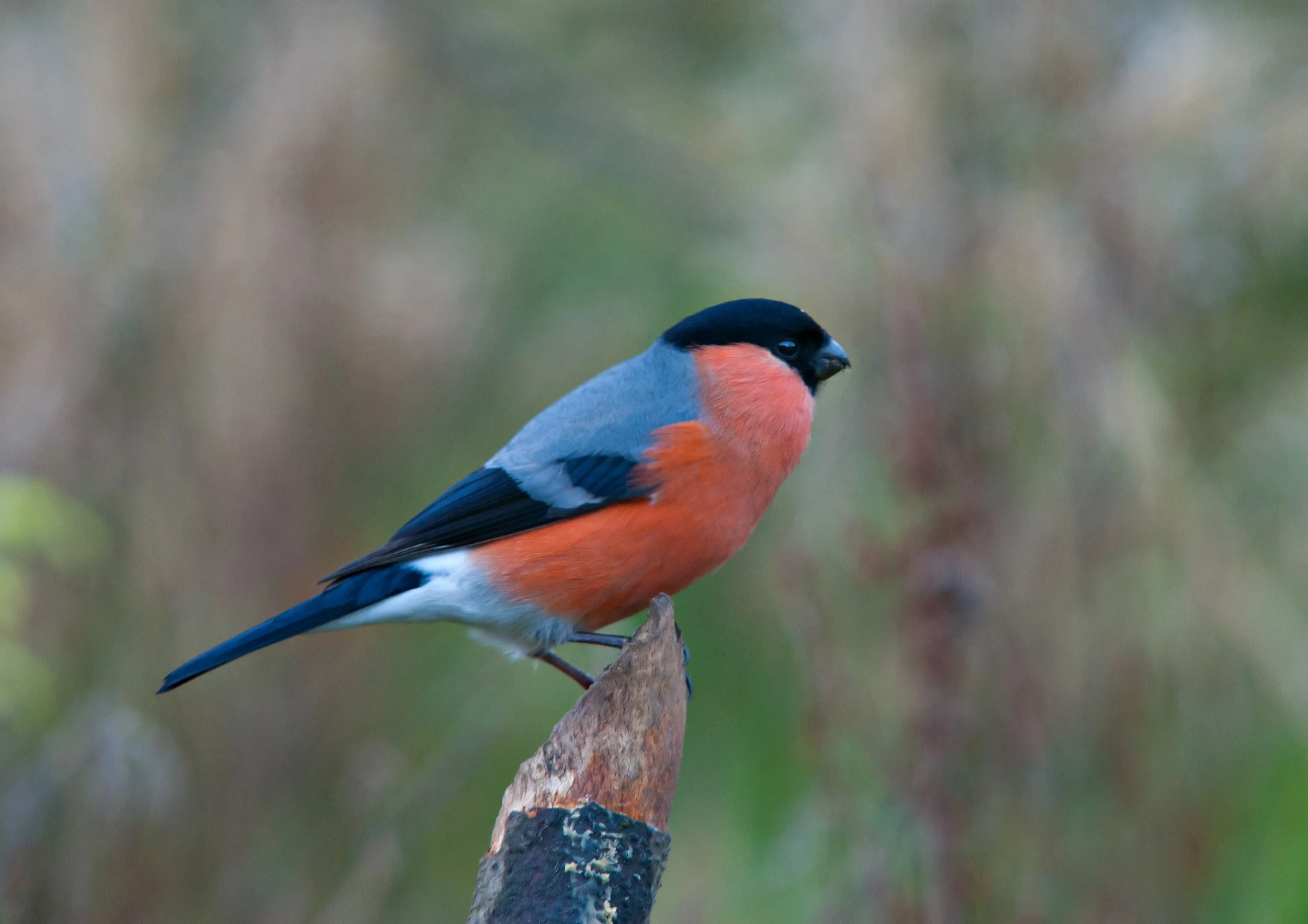 Bullfinch_4_c_Bob_Coyle.jpg